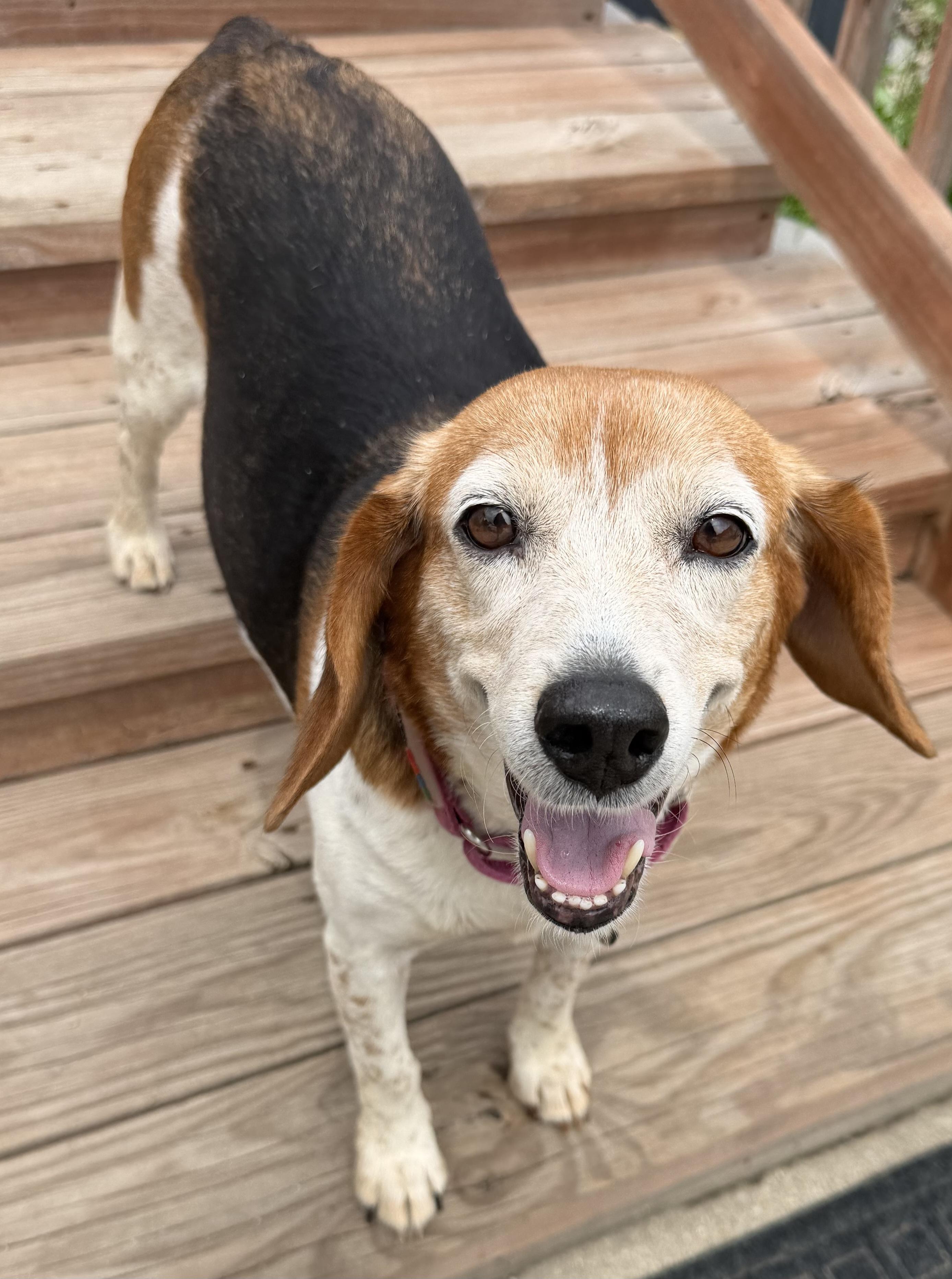 Enlarge Graham - Female, an adopted Beagle in Menomonee Falls, WI image 2/5