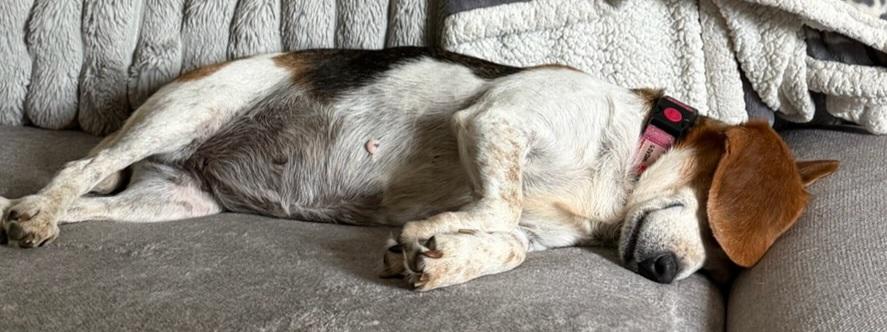 Enlarge Graham - Female, an adopted Beagle in Menomonee Falls, WI image 5/5