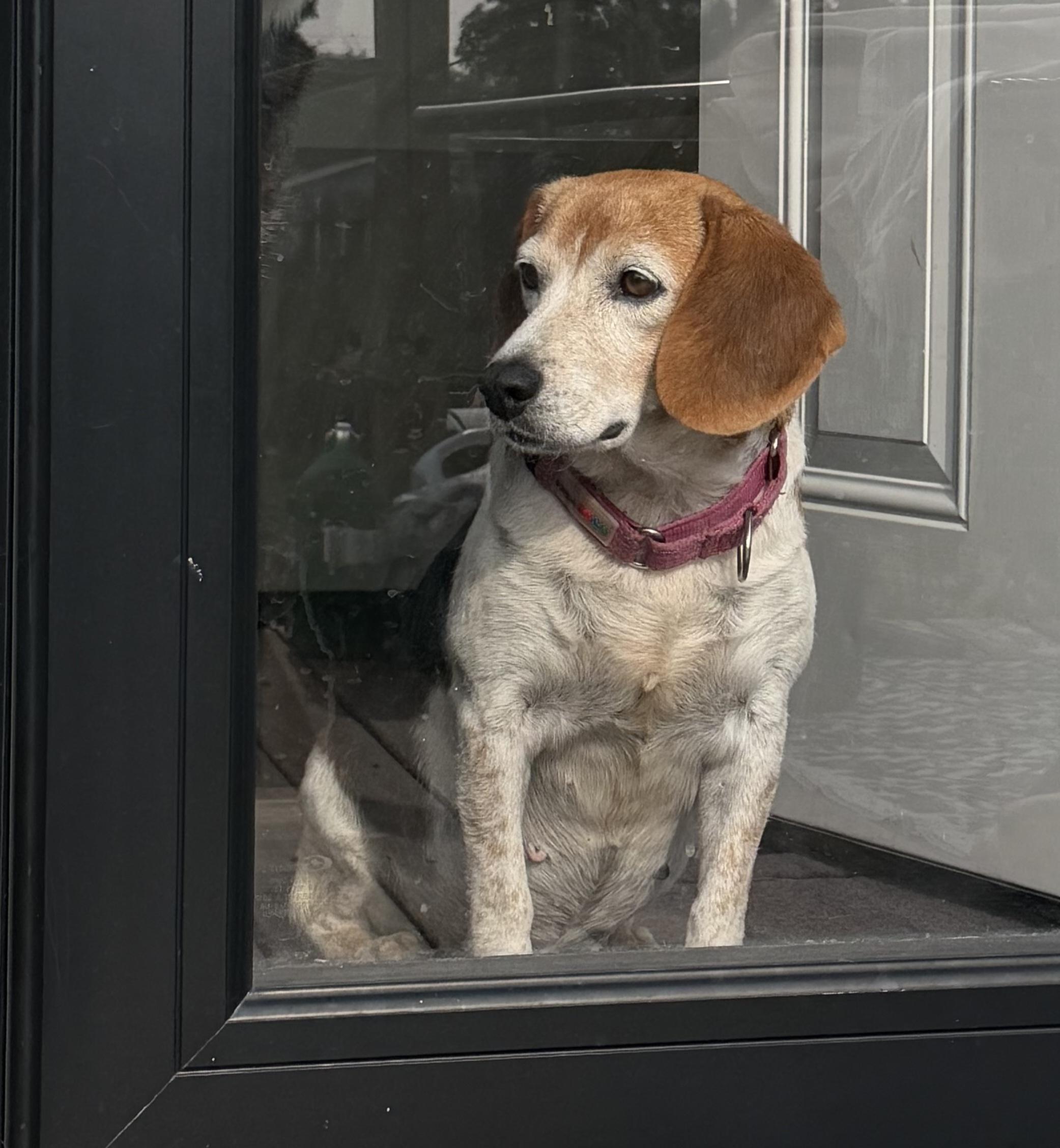 Enlarge Graham - Female, an adopted Beagle in Menomonee Falls, WI image 4/5