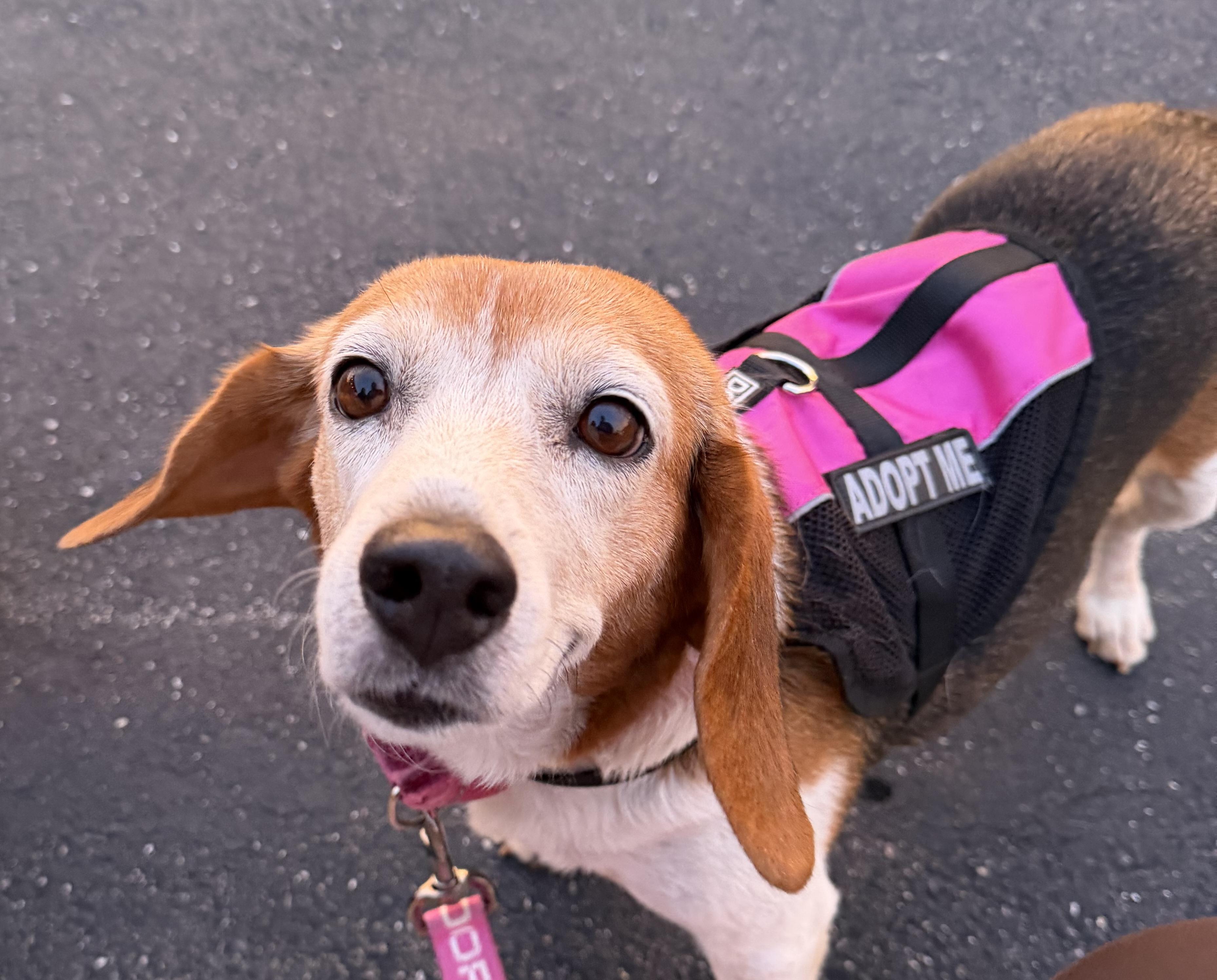 Graham - Female, adopted, Adult Female Beagle.