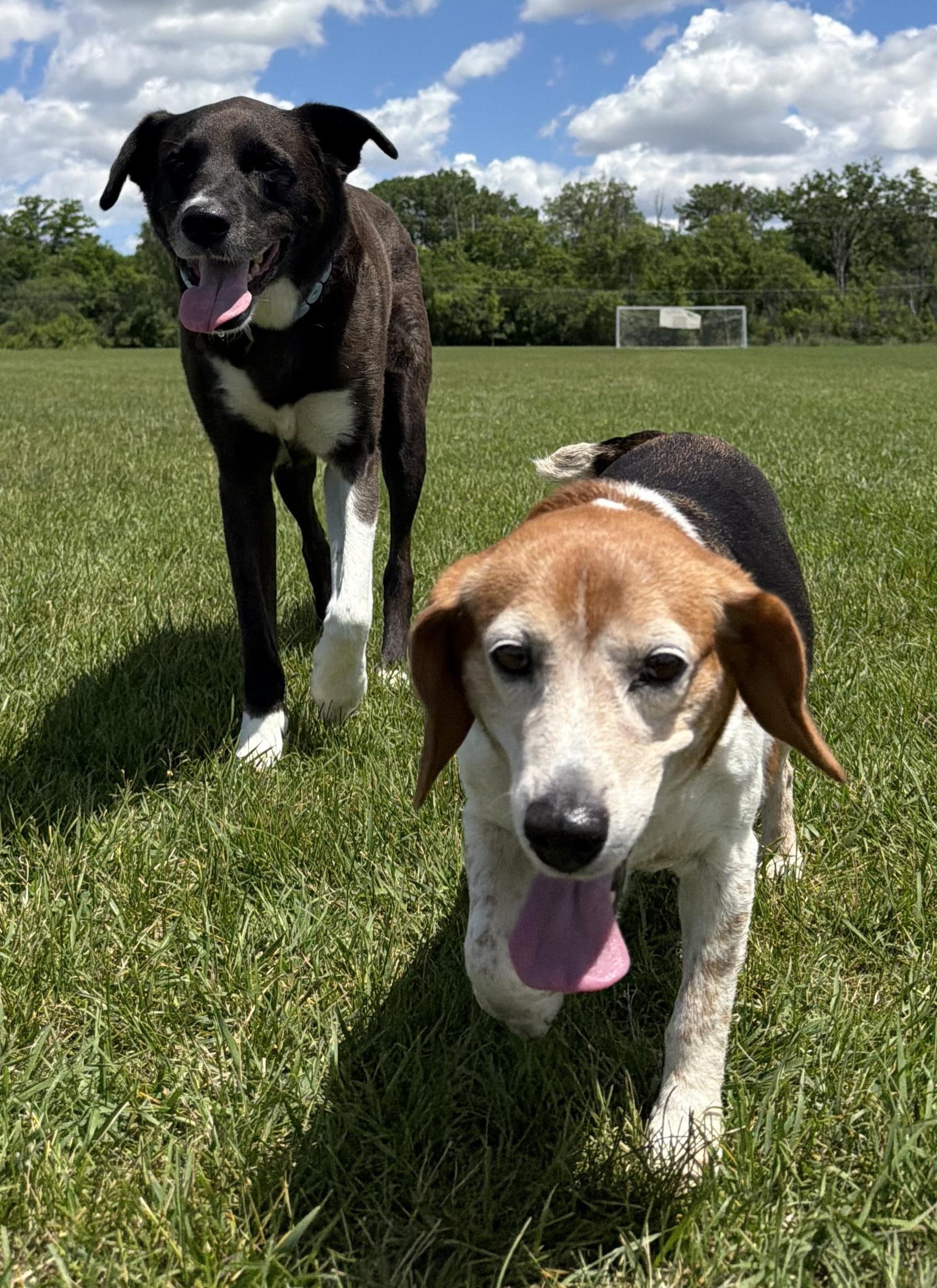 Enlarge Graham - Female, an adopted Beagle in Menomonee Falls, WI image 3/5