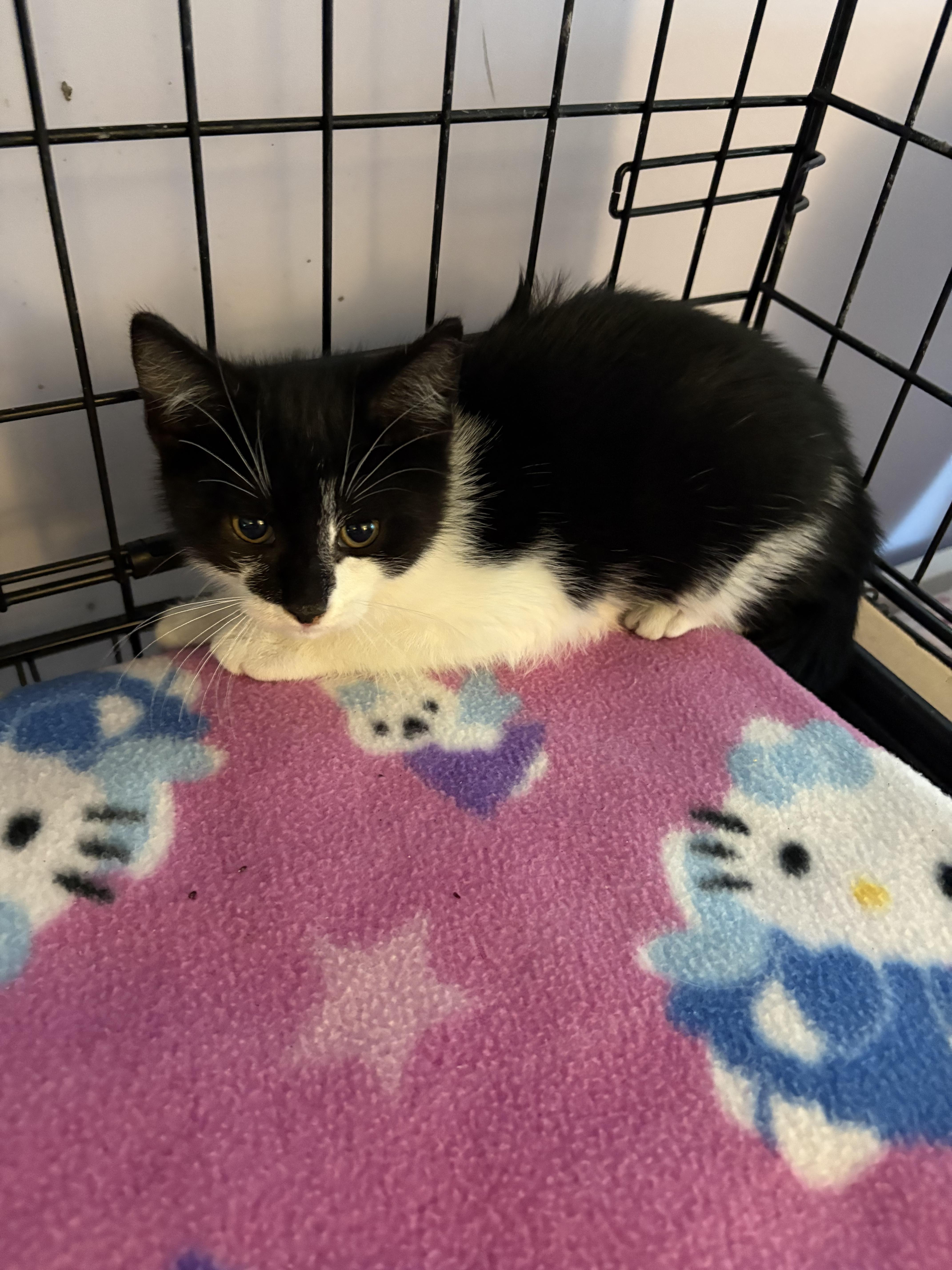 Yuki, ADOPTABLE, Kitten Male Domestic Short Hair.