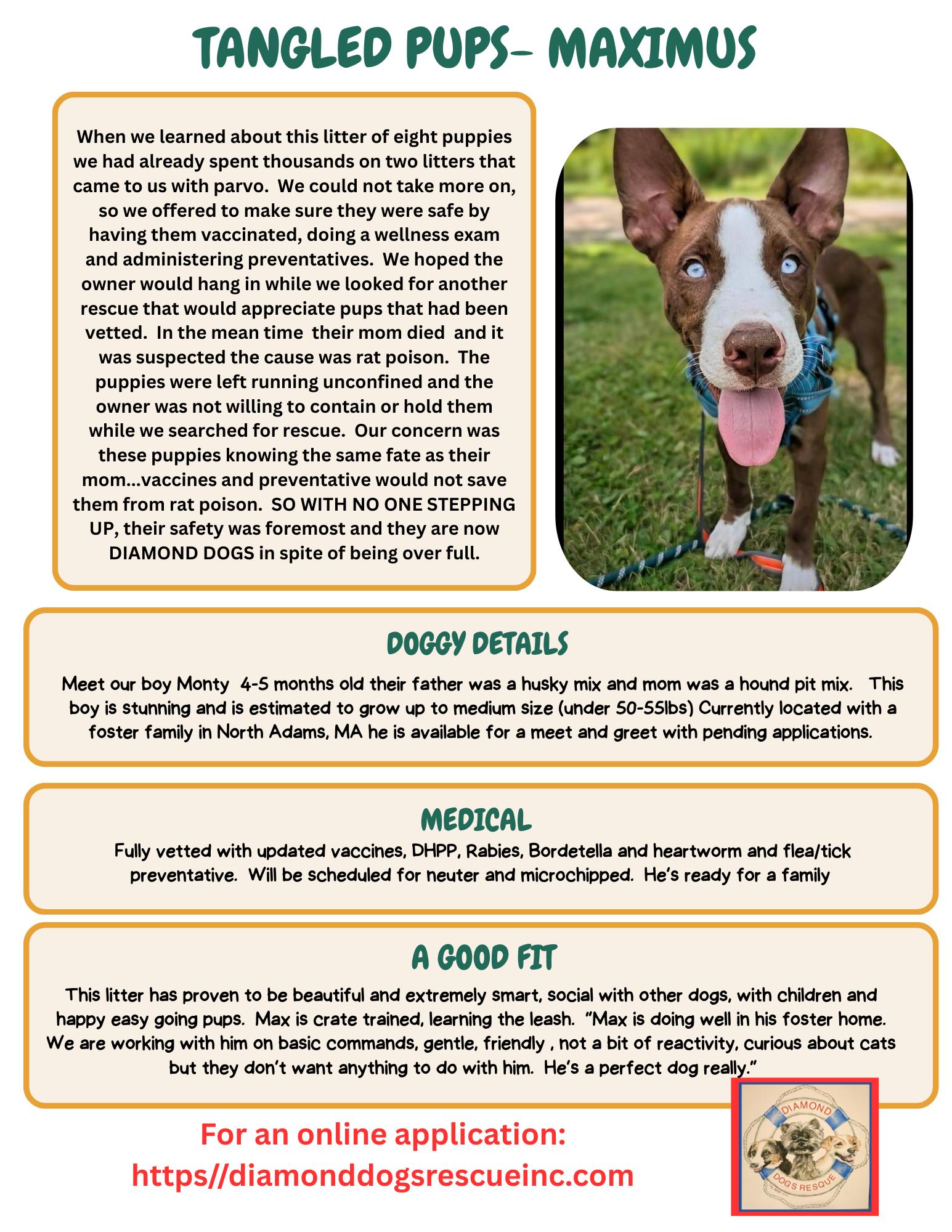 Enlarge Maximus, a Adopted mixed breed in Billerica, MA image 2/6