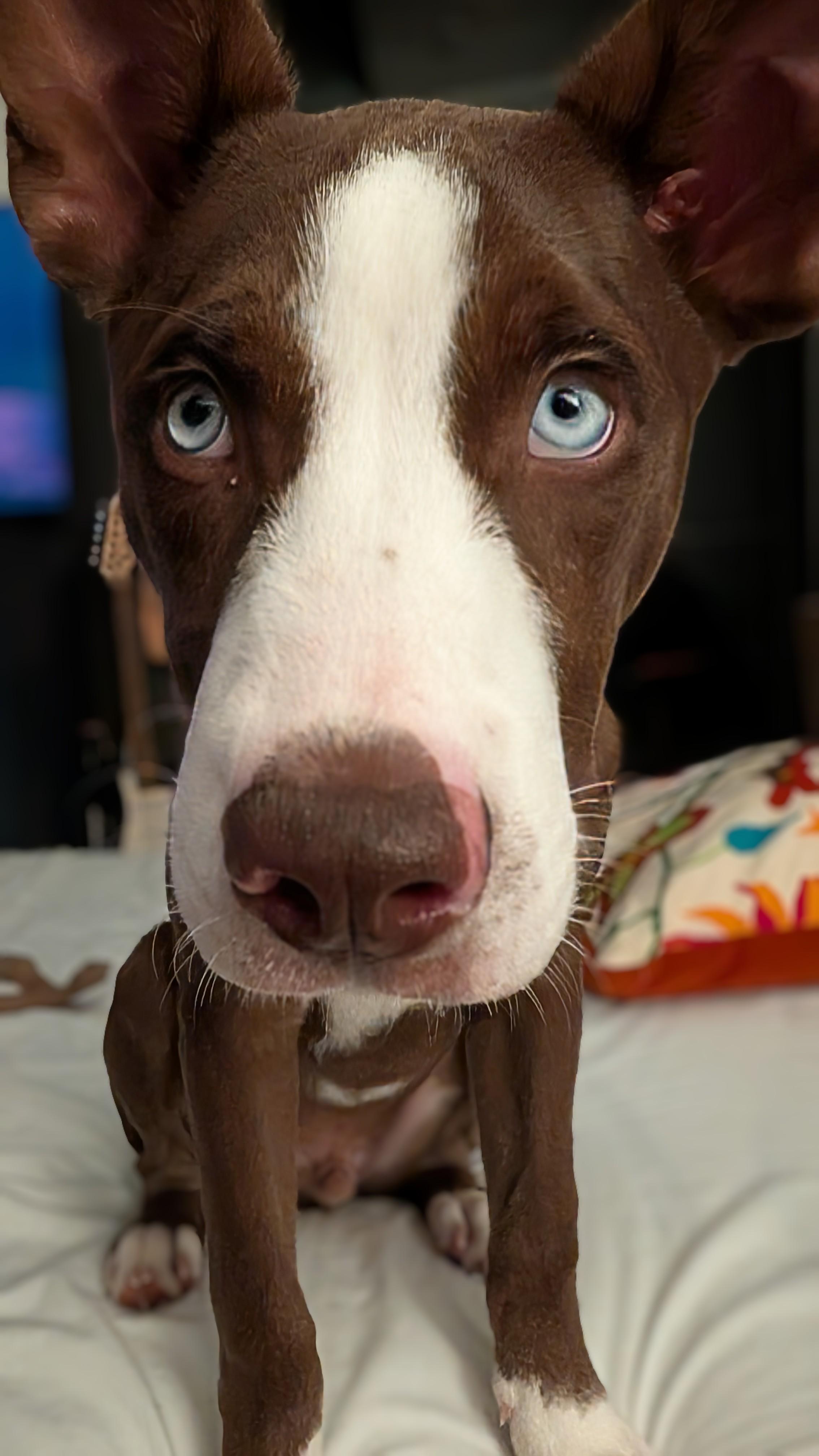 Enlarge Maximus, a Adopted mixed breed in Billerica, MA image 3/6