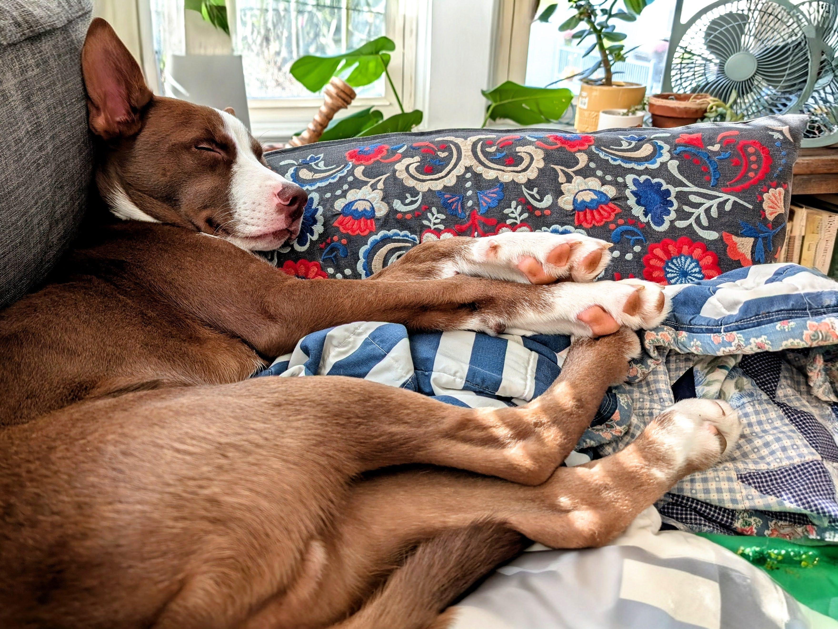 Enlarge Maximus, a Adopted mixed breed in Billerica, MA image 4/6