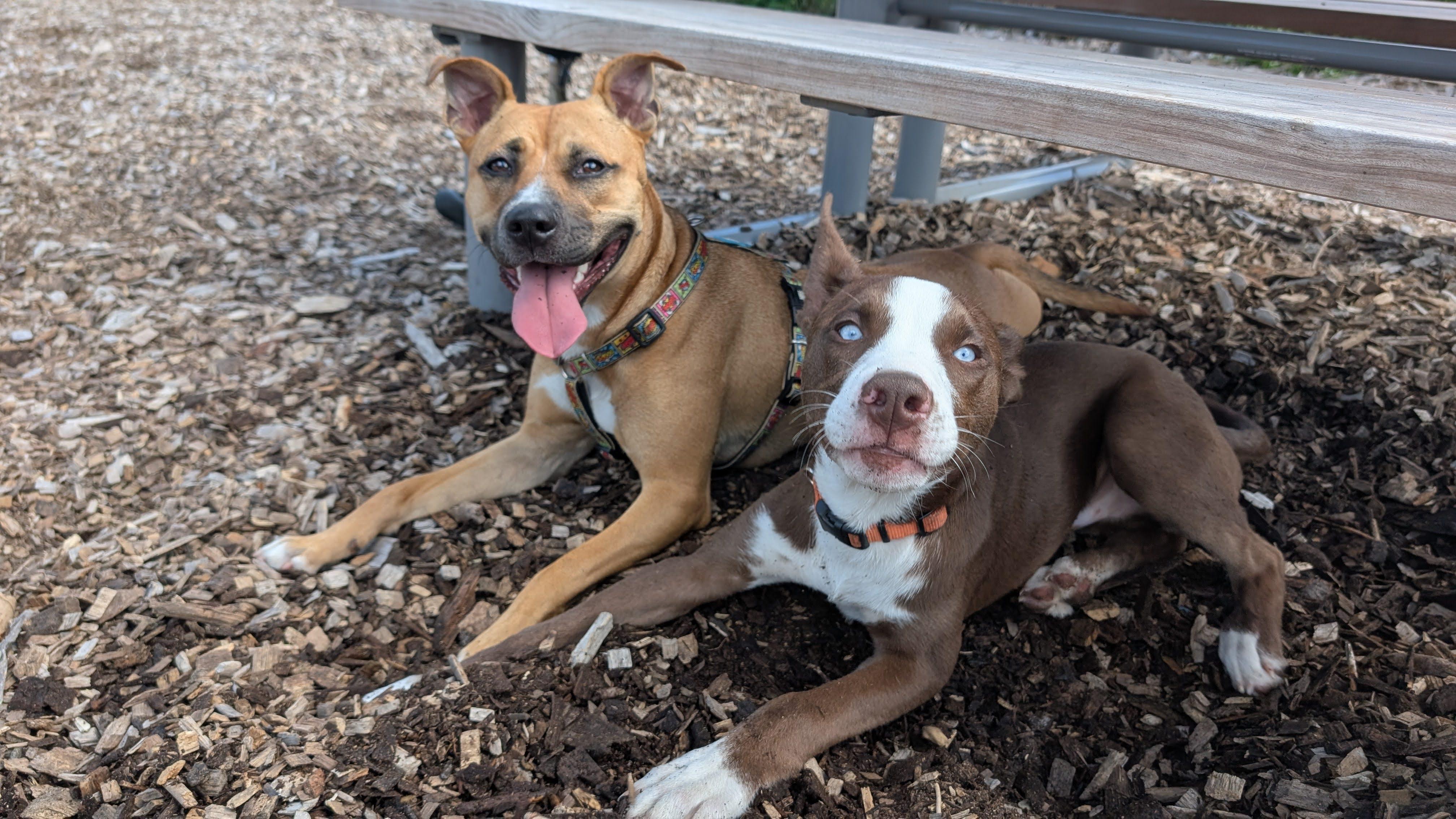 Enlarge Maximus, a Adopted mixed breed in Billerica, MA image 5/6