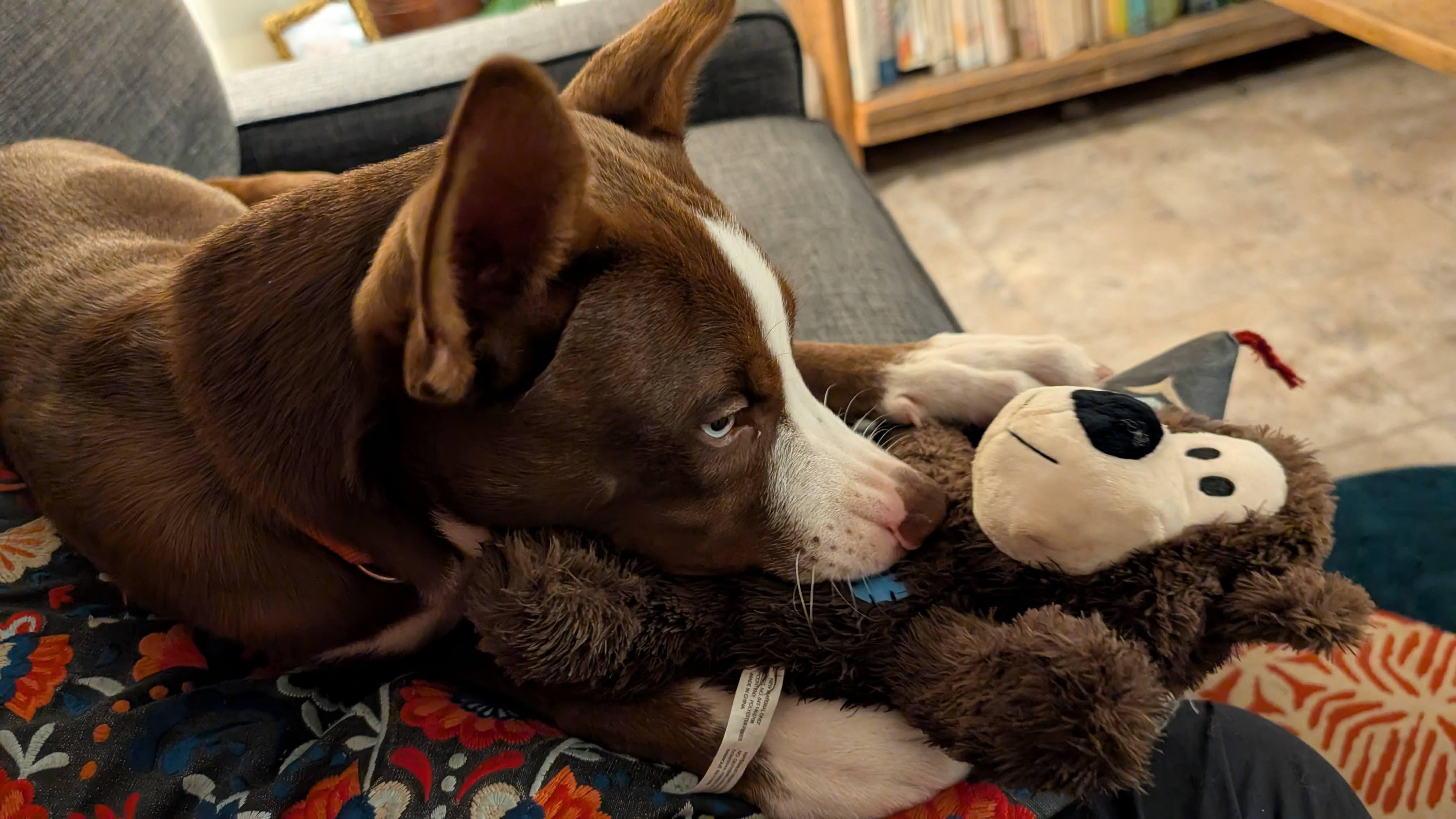 Enlarge Maximus, a Adopted mixed breed in Billerica, MA image 6/6