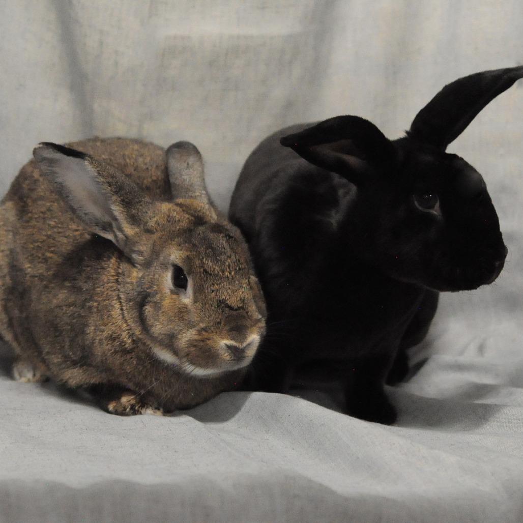 Enlarge Nero bonded with Nugget, a Adoptable Rex in Erie, CO image 1/1