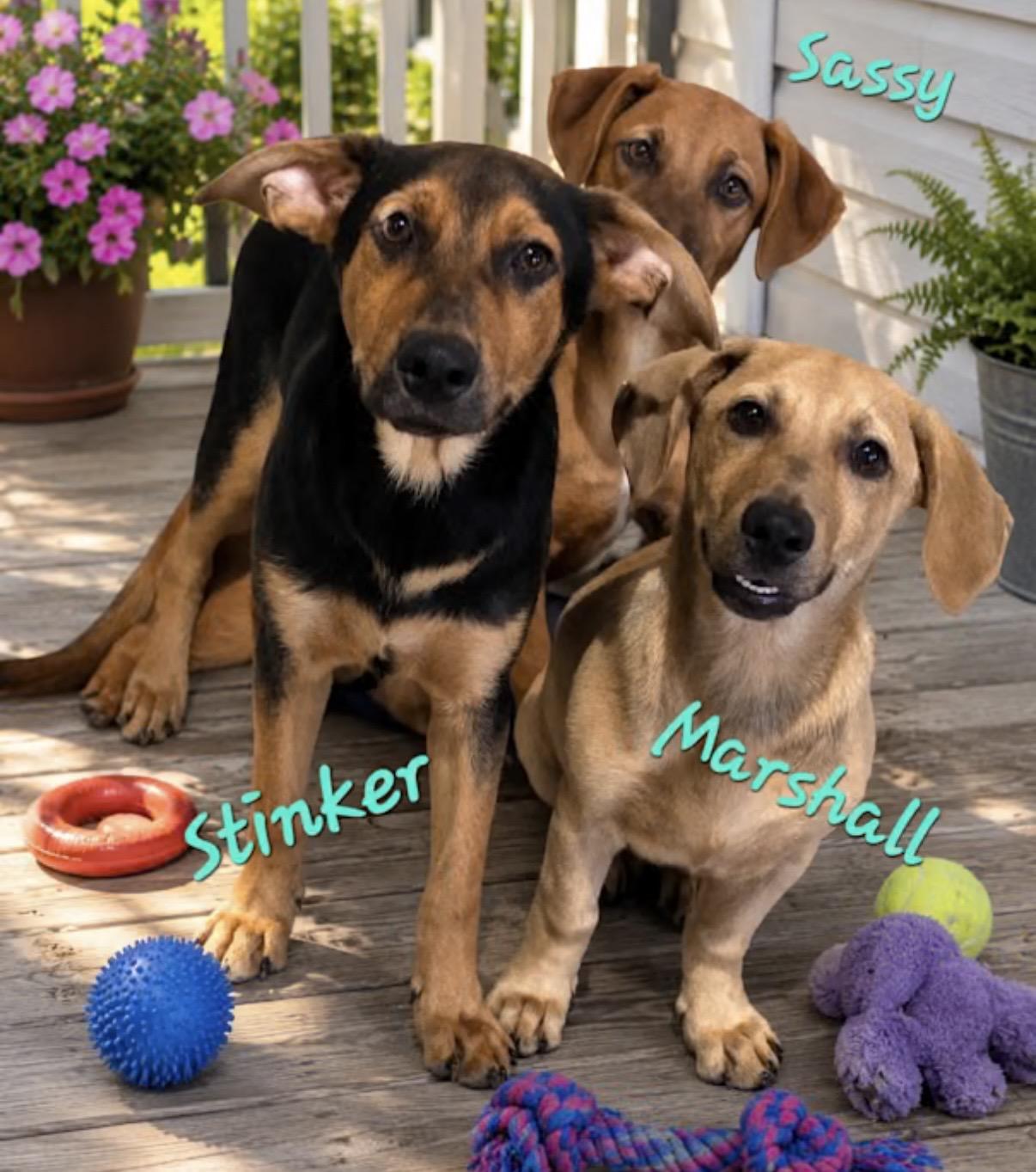 Enlarge Stinker, a Adoptable mixed breed in Watertown, CT image 3/4