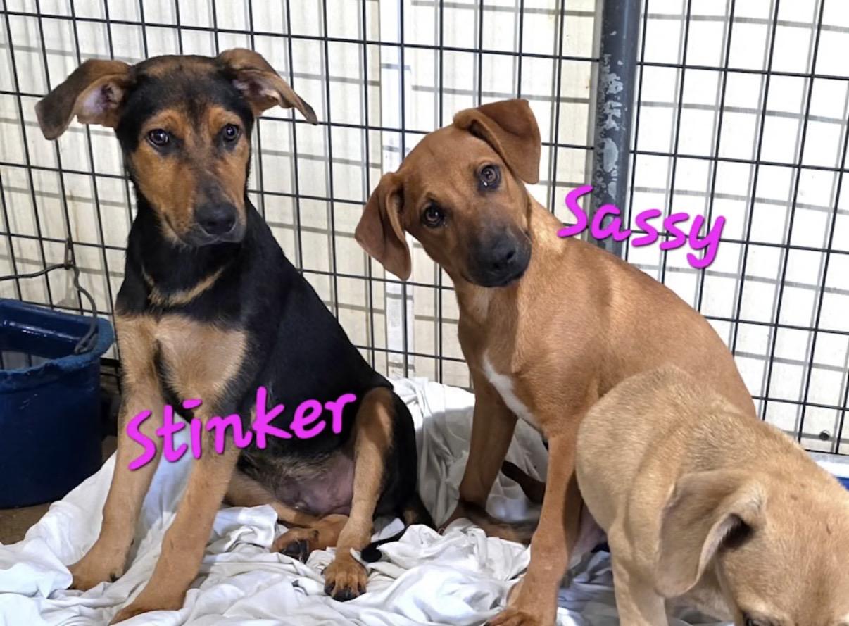 Enlarge Stinker, a Adoptable mixed breed in Watertown, CT image 4/4