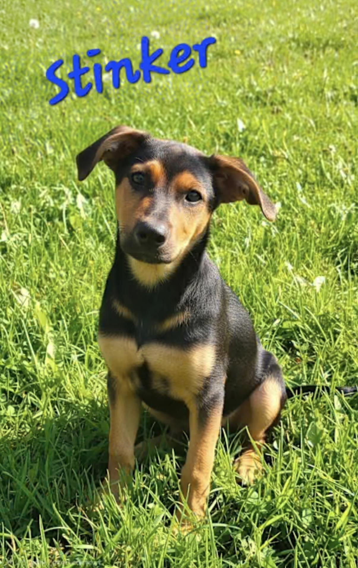 Enlarge Stinker, a Adoptable mixed breed in Watertown, CT image 1/4