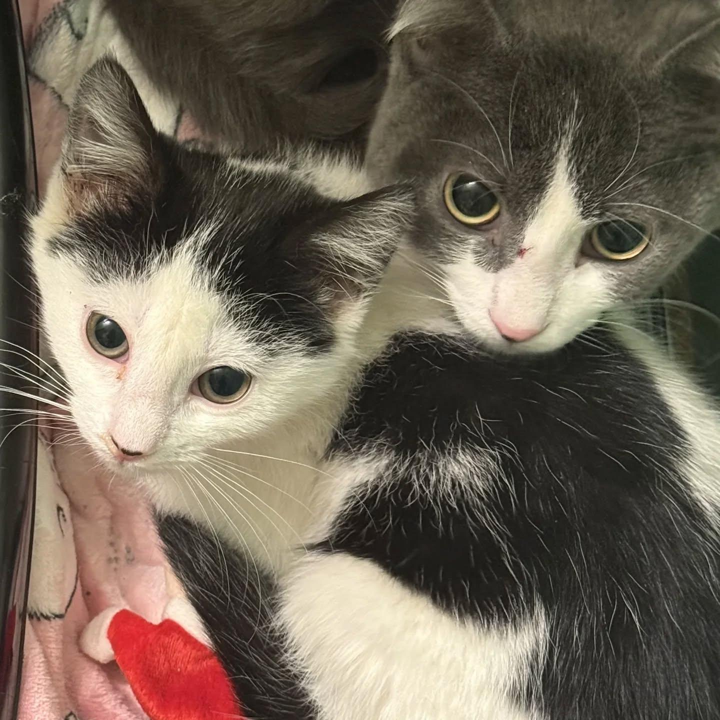 Enlarge Dorothy & Sophia (shy older kittens. Need socialization!), a Adoptable Domestic Short Hair in HANSON, MA image 1/1