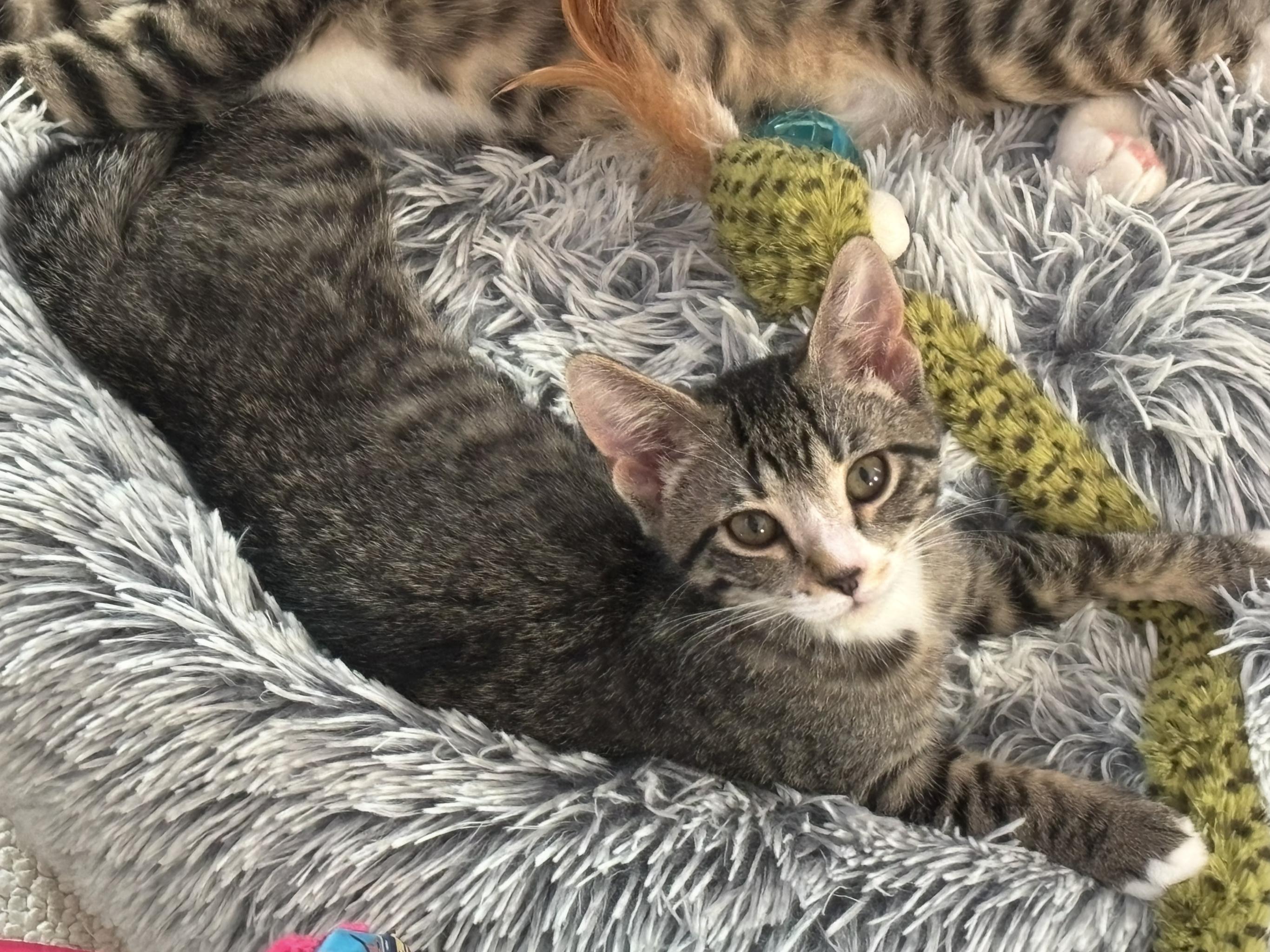 Lily, adopted, Kitten Female Domestic Short Hair.
