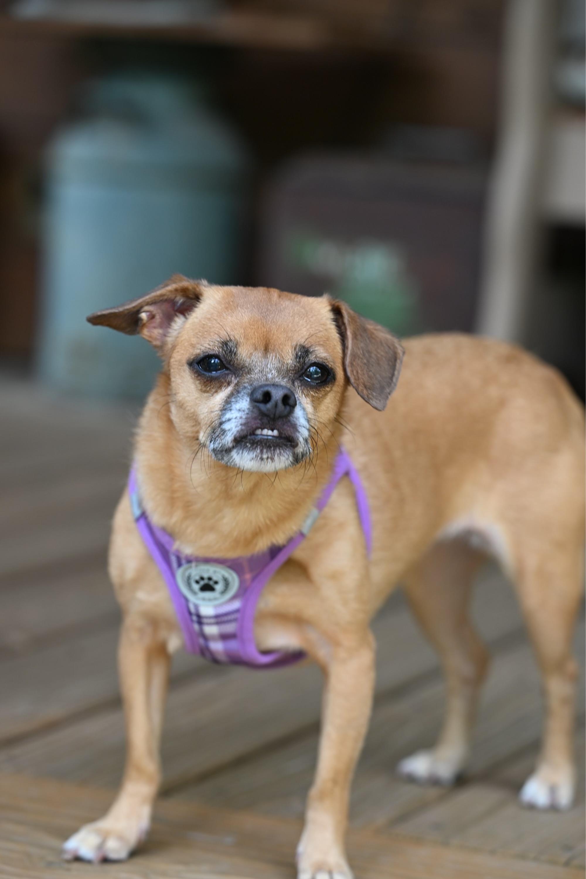 Abby photo 2