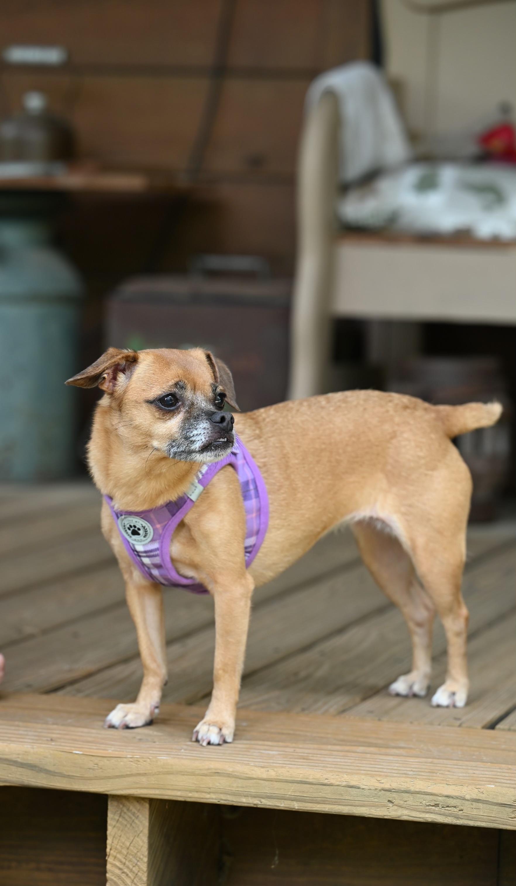 Abby photo 3