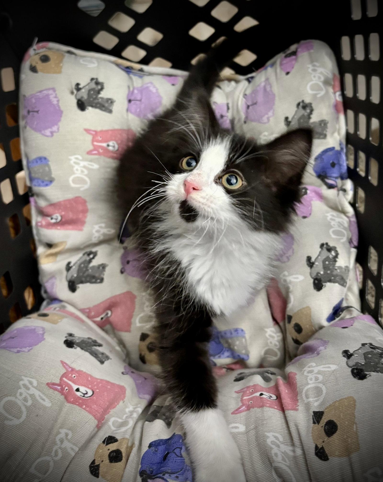 Gravy, Adoptable, Kitten Female Domestic Medium Hair & Tuxedo.