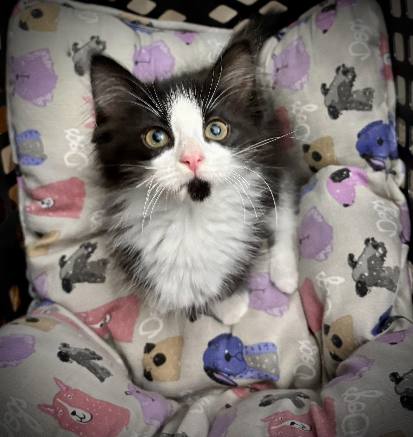 Enlarge Gravy, a Adopted mixed breed in Arlington, TX image 2/2