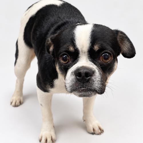 Enlarge Ezra, a Adoptable mixed breed in Seattle, WA image 1/1