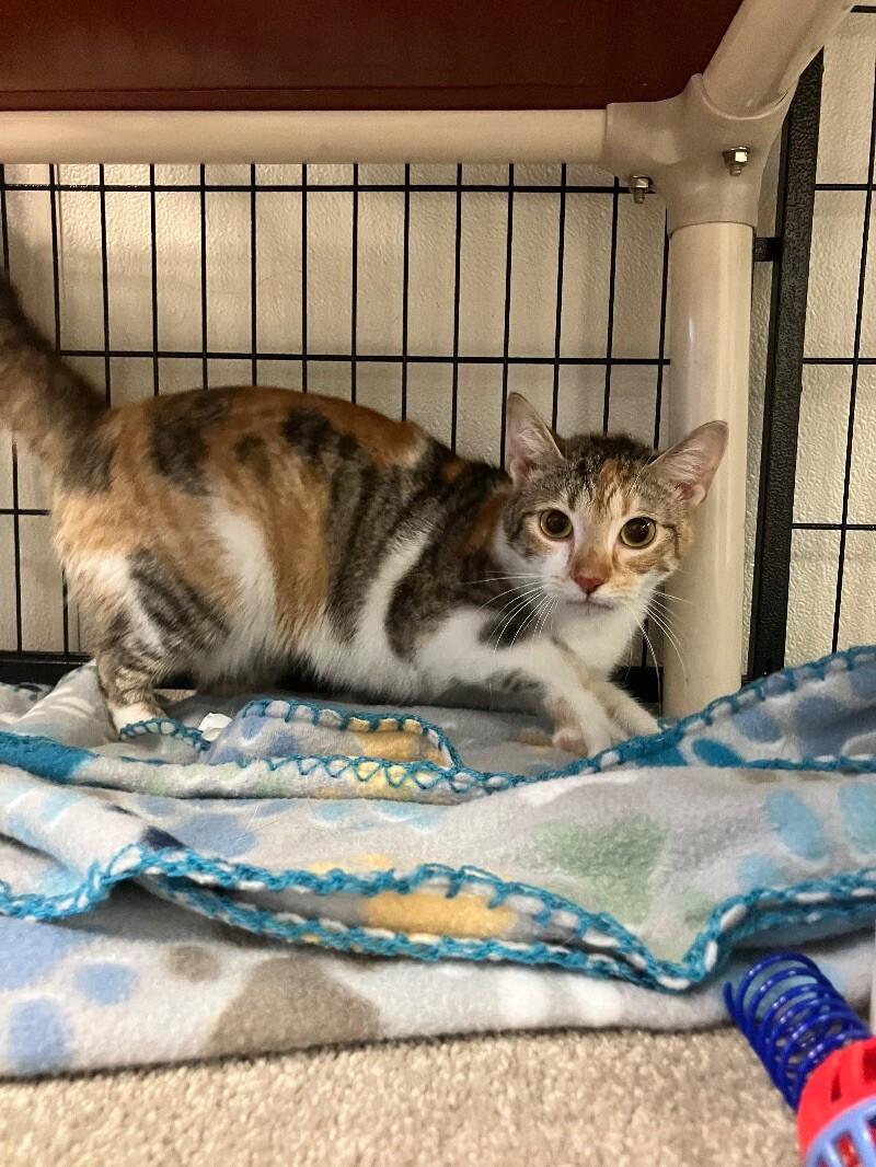 Enlarge Cabernet, a Adoptable Domestic Short Hair in Jackson, TN image 1/2