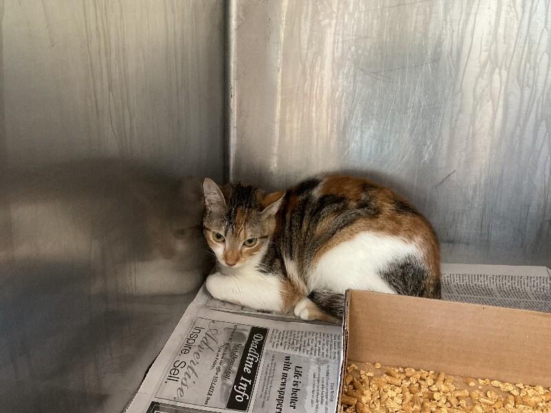 Enlarge Cabernet, a Adoptable Domestic Short Hair in Jackson, TN image 2/2