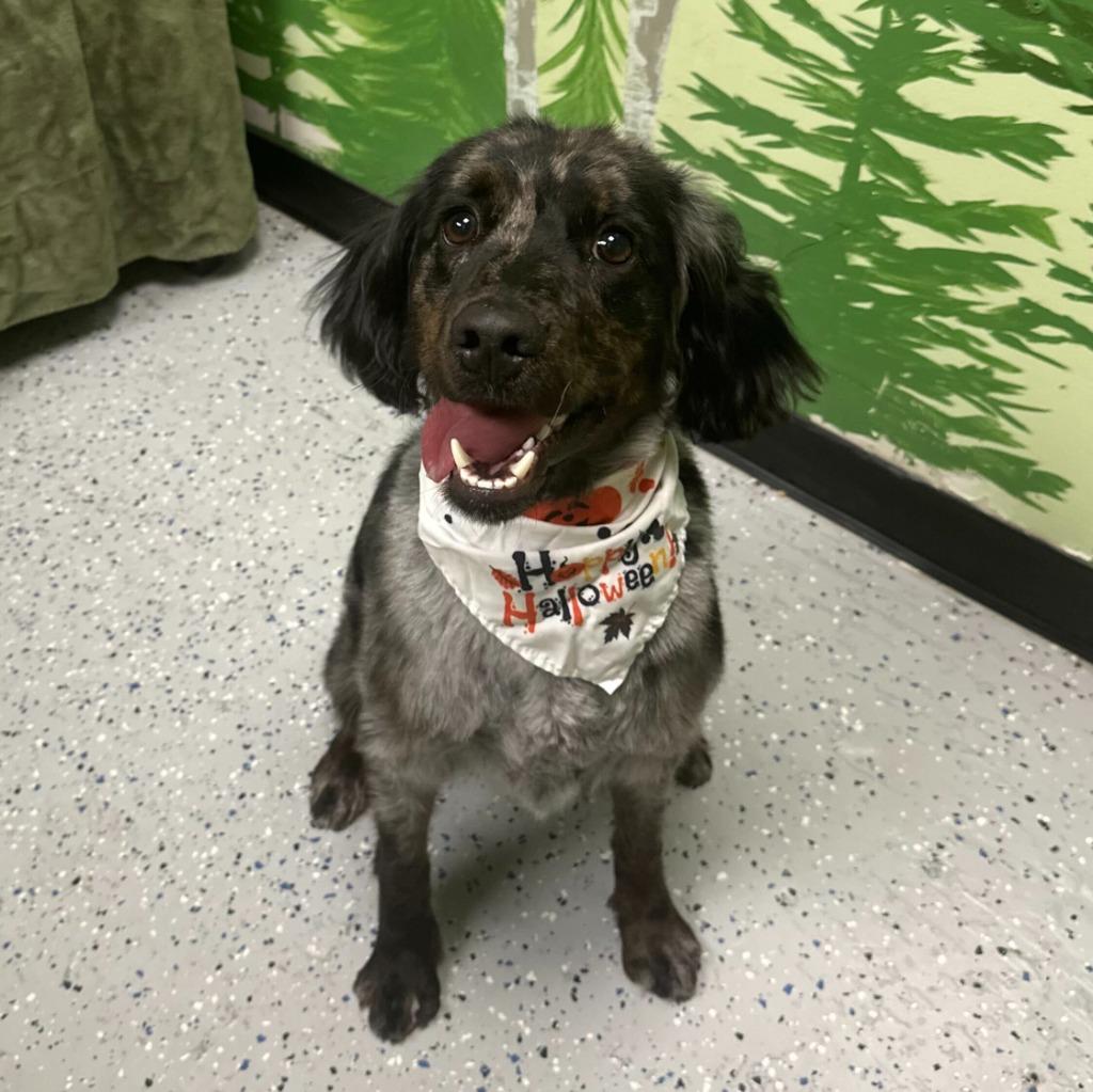 Sonny, Adopted, Young Male Spaniel & Poodle.
