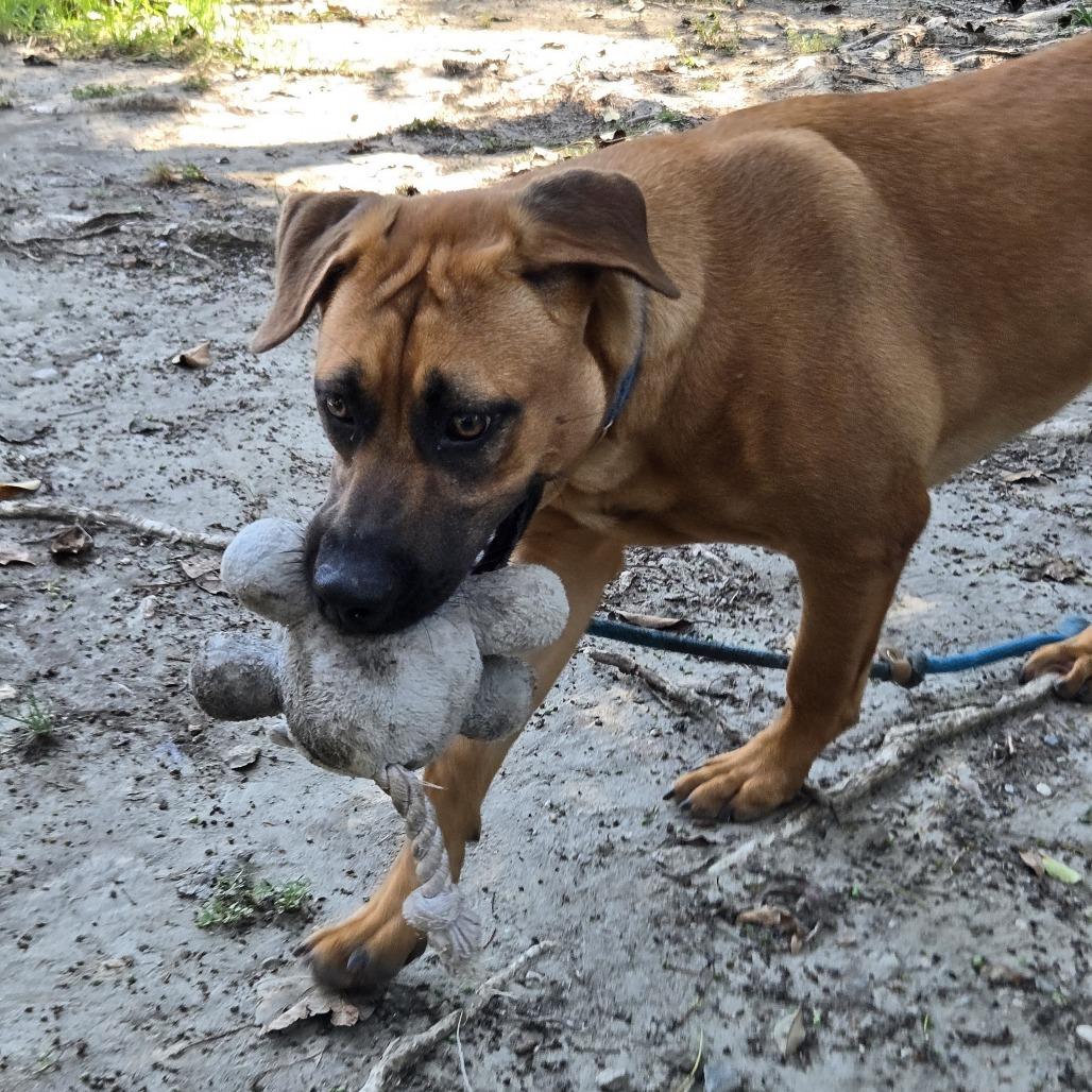 Stormy, Adoptable, Young Female Pit Bull Terrier & Mixed Breed.