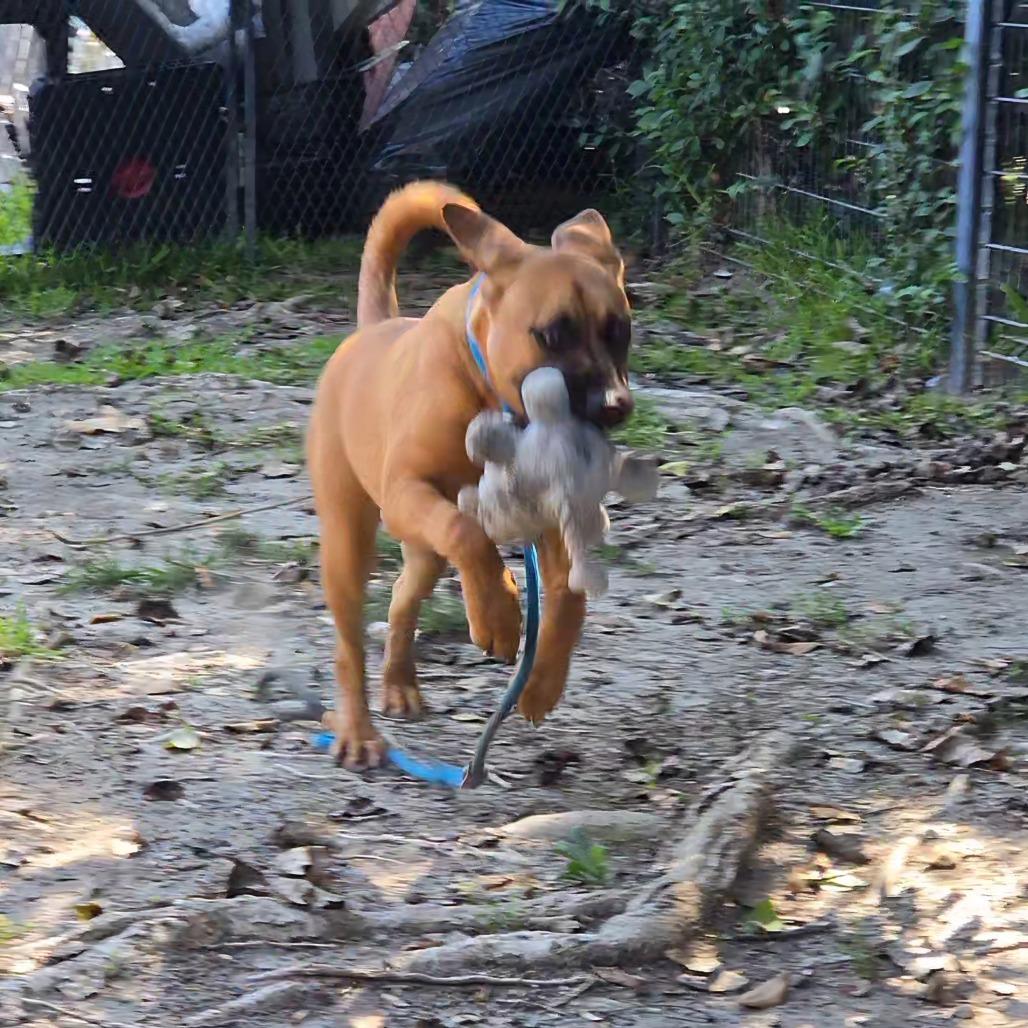 Enlarge Stormy, a Adoptable mixed breed in Long Beach, CA image 2/6