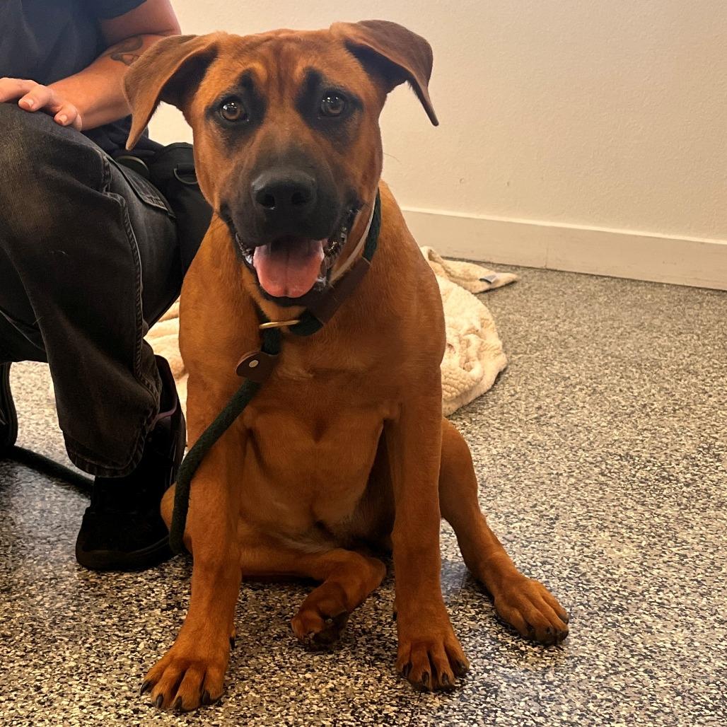 Enlarge Stormy, a Adoptable mixed breed in Long Beach, CA image 3/6
