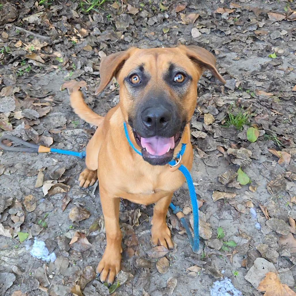 Enlarge Stormy, a Adoptable mixed breed in Long Beach, CA image 4/6