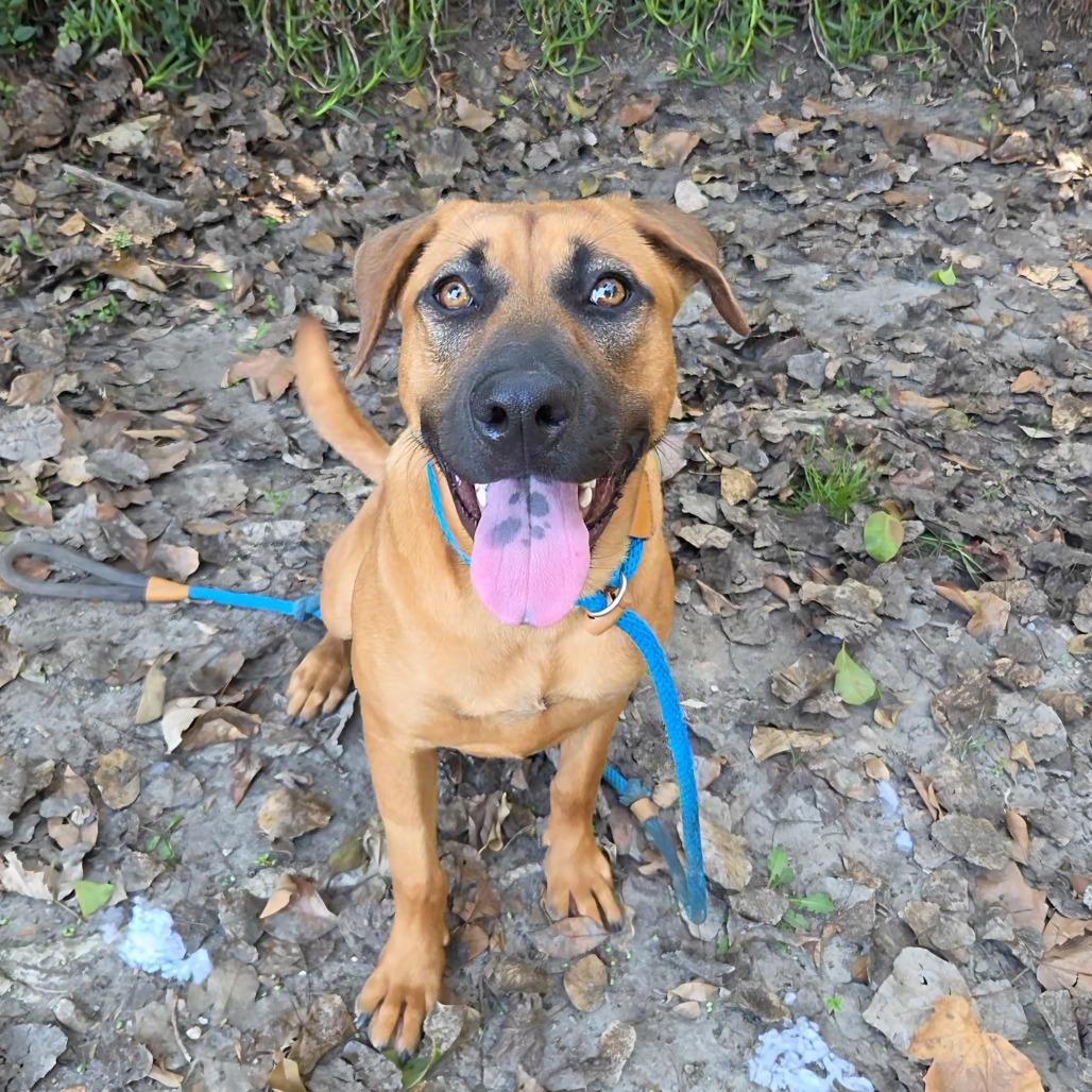 Enlarge Stormy, a Adoptable mixed breed in Long Beach, CA image 5/6