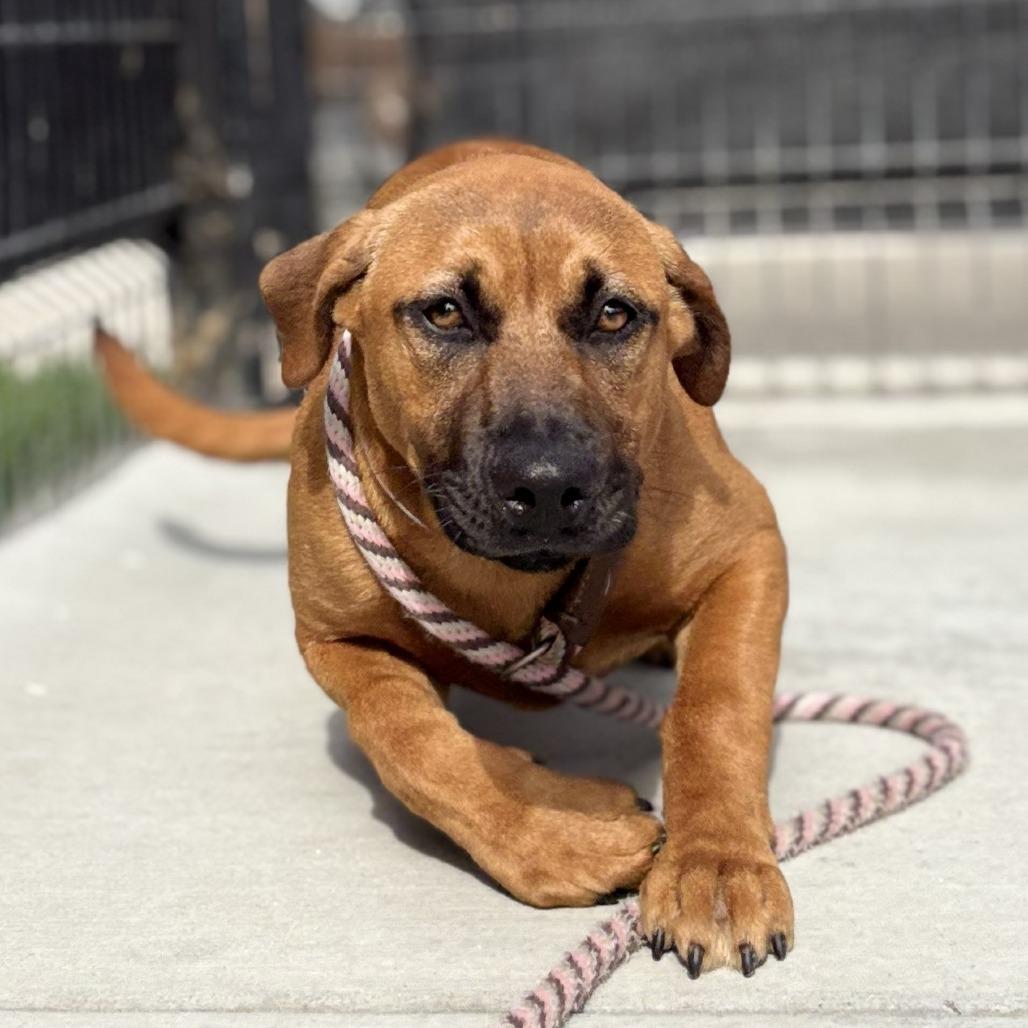 Enlarge Stormy, a Adoptable mixed breed in Long Beach, CA image 6/6