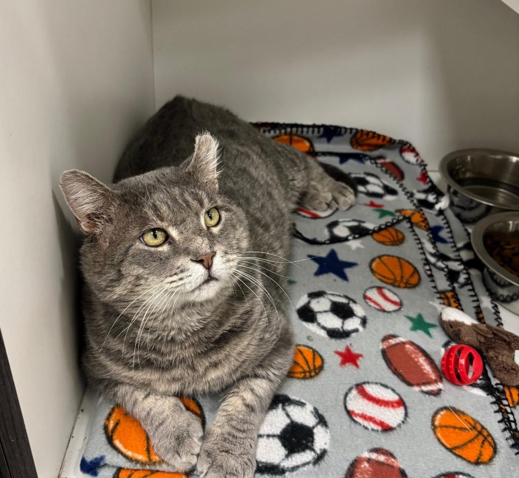 Tyson (FIV+), Adoptable, Adult Male Domestic Short Hair.