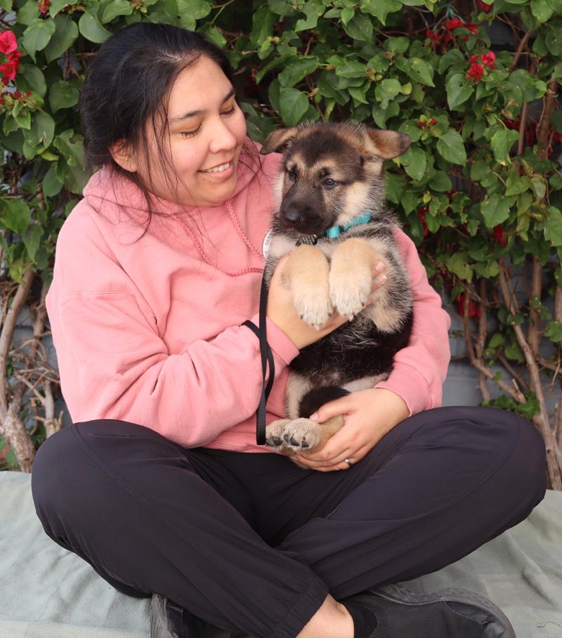 *Riley von Lady, an adopted German Shepherd Dog in Los Angeles, CA image 2/6