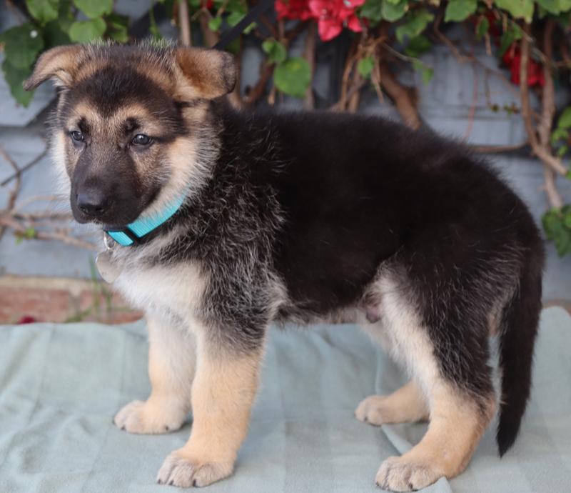 *Riley von Lady, an adopted German Shepherd Dog in Los Angeles, CA image 6/6