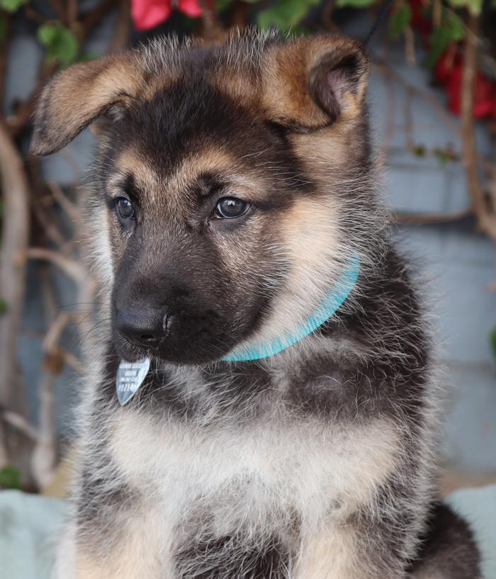 *Riley von Lady, an adopted German Shepherd Dog in Los Angeles, CA image 4/6