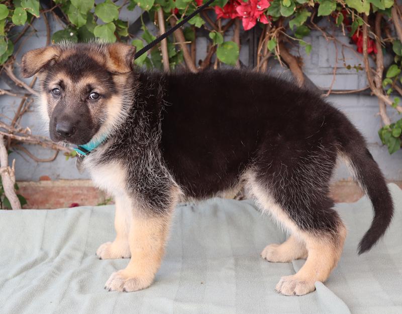 *Riley von Lady, an adopted German Shepherd Dog in Los Angeles, CA image 5/6