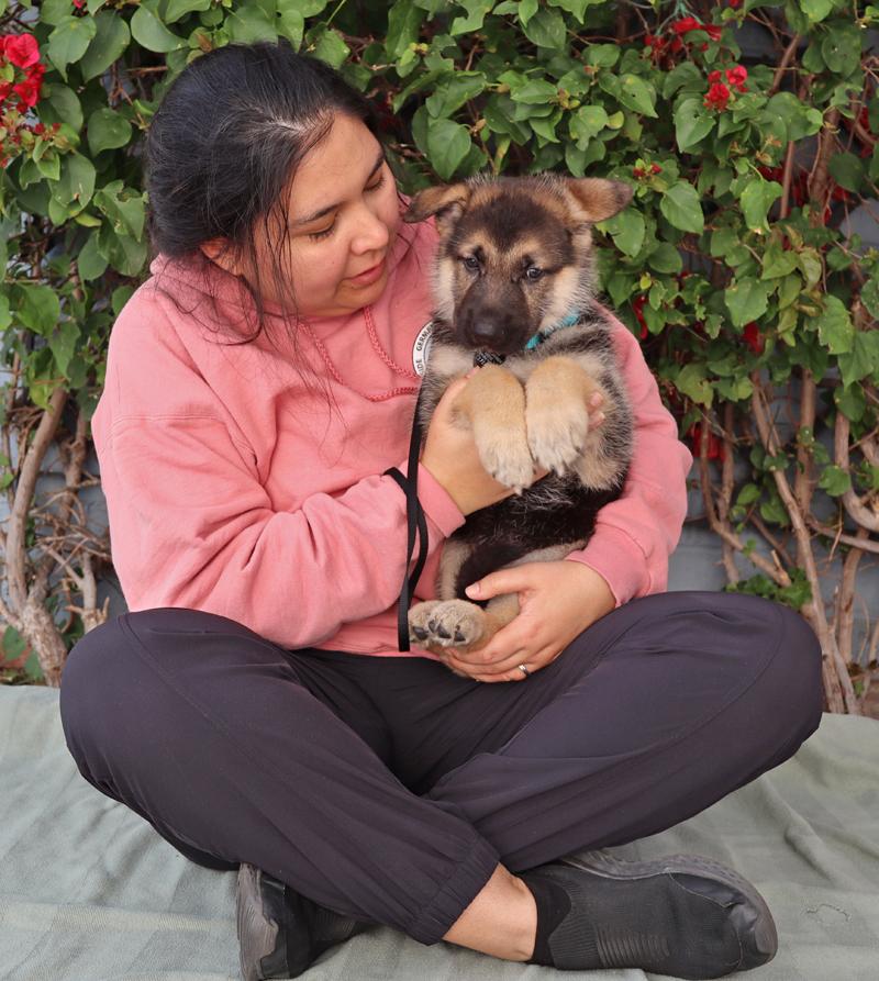 *Riley von Lady, an adopted German Shepherd Dog in Los Angeles, CA image 3/6