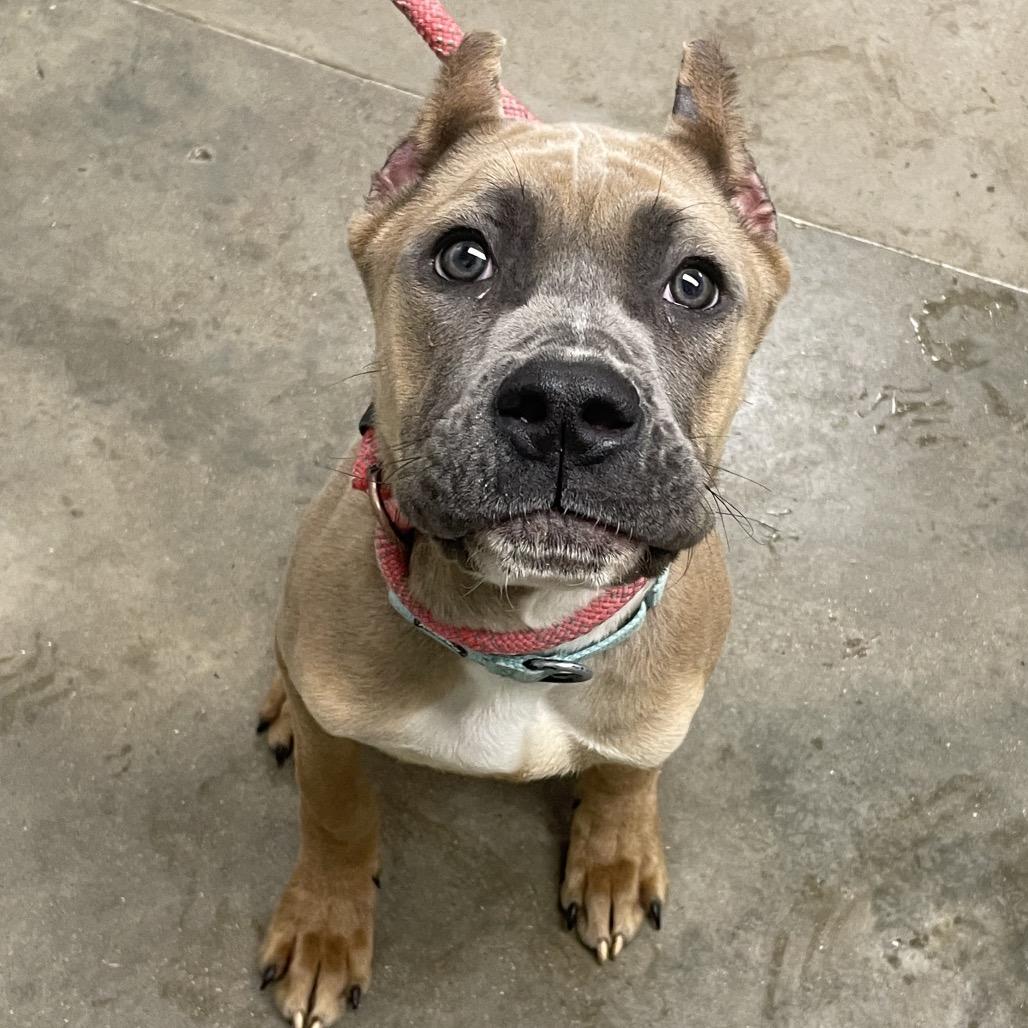 Enlarge Arrow, a Adoptable mixed breed in Melbourne, KY image 1/1