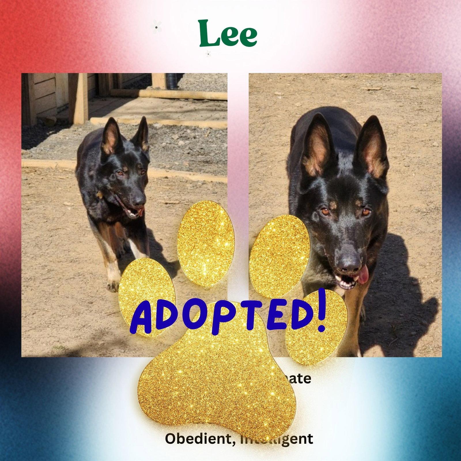 Enlarge Lee, a Adopted German Shepherd Dog in Baltimore, MD image 1/3