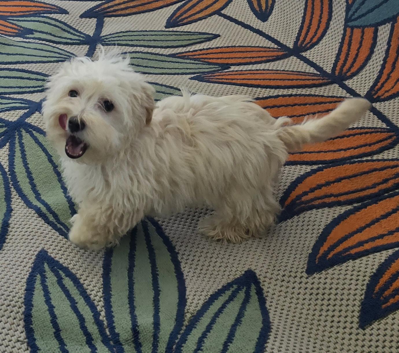 Enlarge Darel, a ADOPTABLE Maltipoo in Fallbrook, CA image 6/6