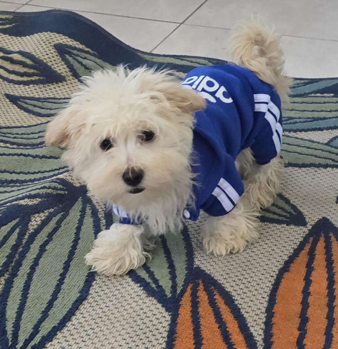 Enlarge Darel, a ADOPTABLE Maltipoo in Fallbrook, CA image 3/6