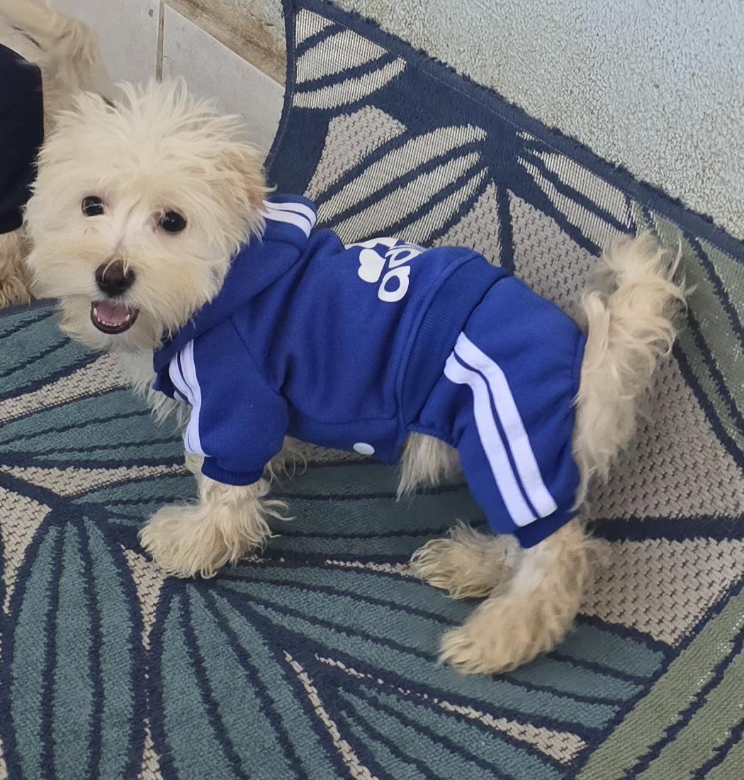 Enlarge Darel, a ADOPTABLE Maltipoo in Fallbrook, CA image 5/6