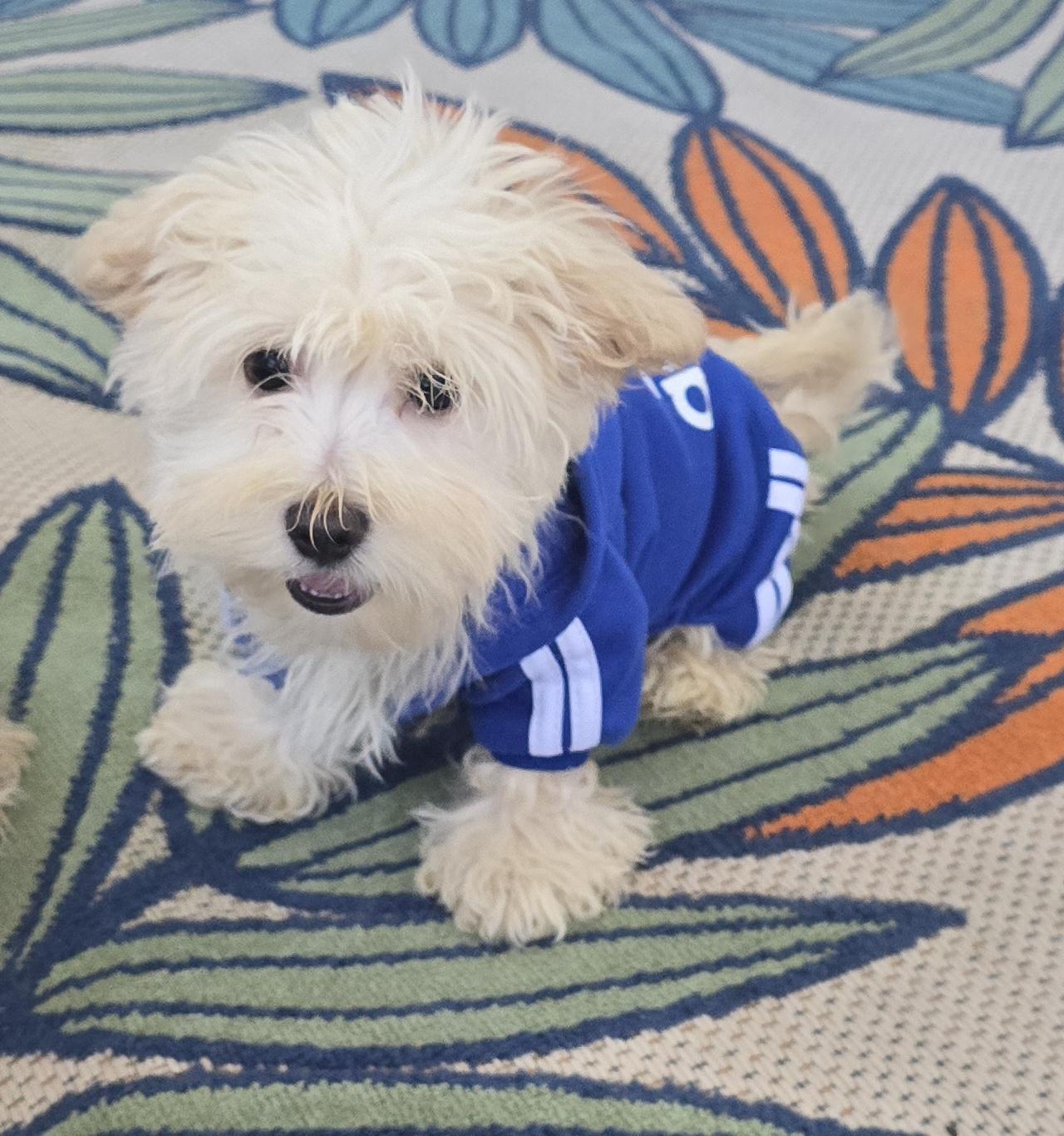 Enlarge Darel, a ADOPTABLE Maltipoo in Fallbrook, CA image 4/6