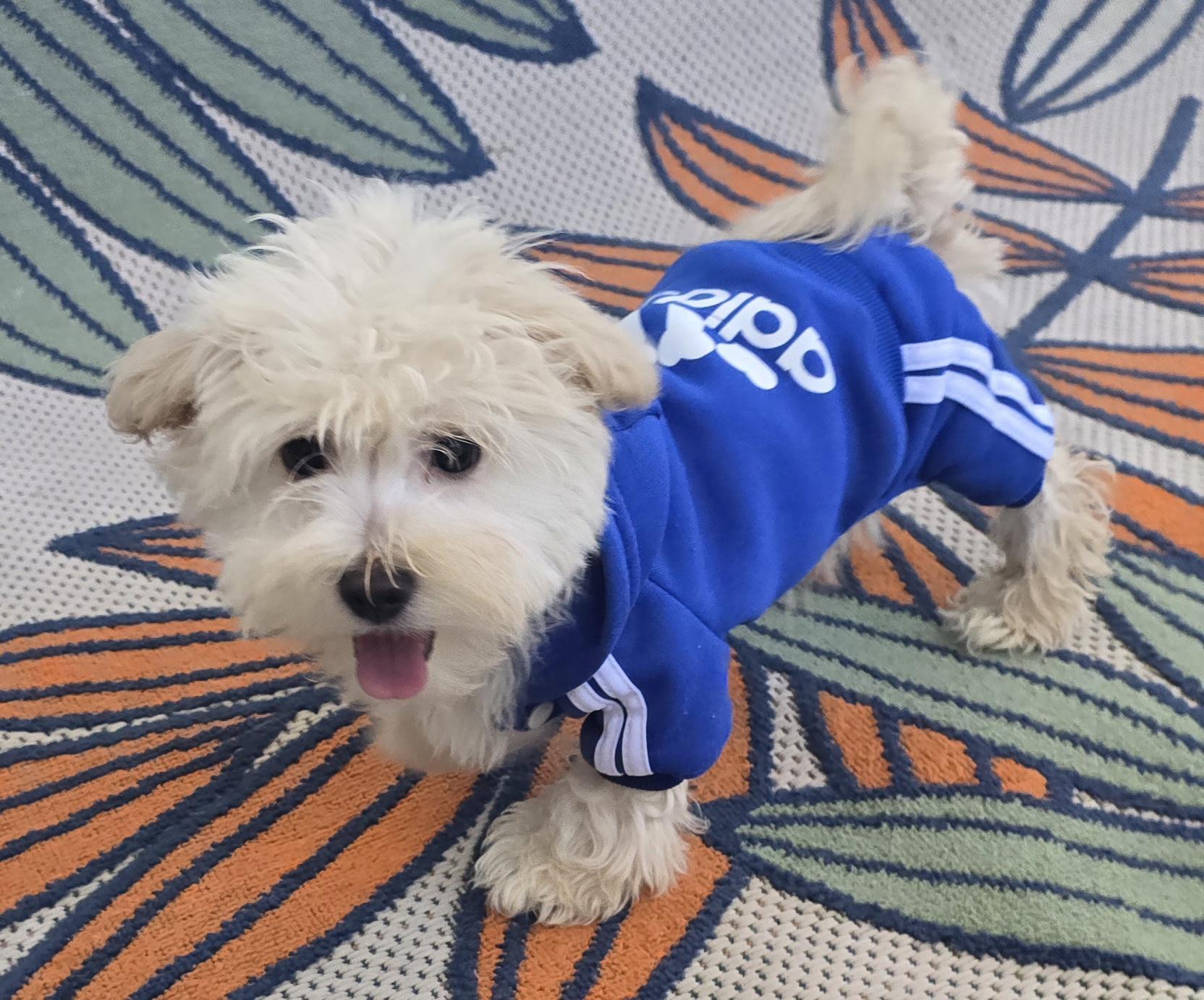 Enlarge Darel, a ADOPTABLE Maltipoo in Fallbrook, CA image 1/6