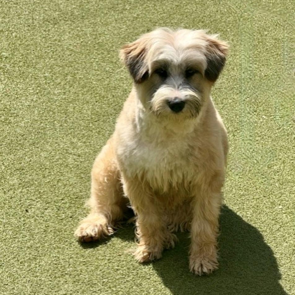 Enlarge Portland , an adopted mixed breed in windsor, CT image 4/6