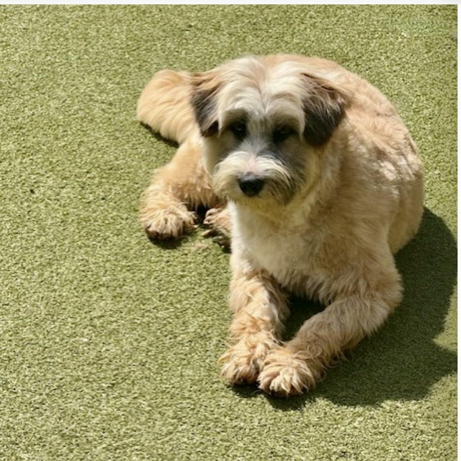 Portland , adopted, Young Female Terrier.