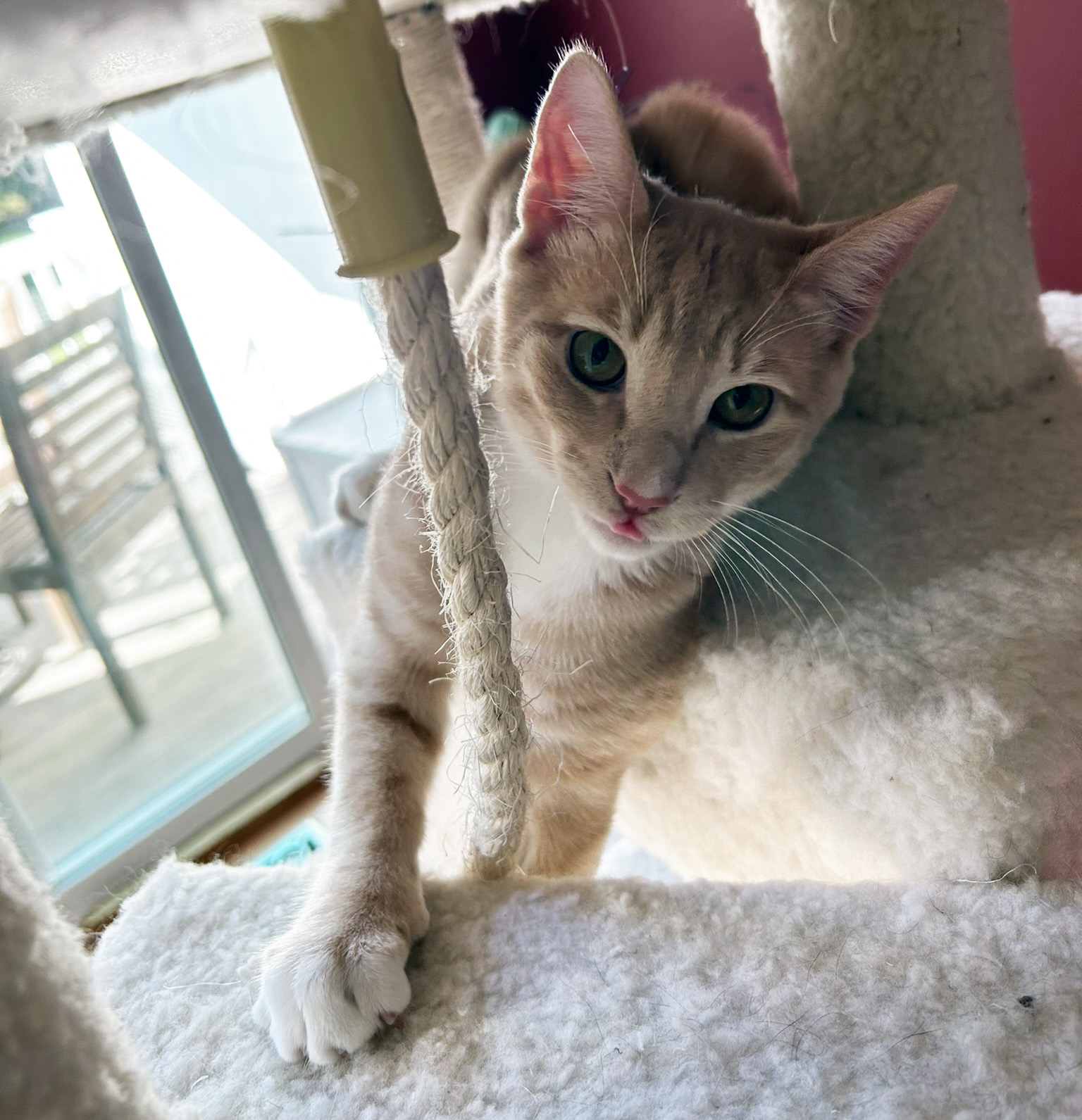 Cat for adoption Fergus, a Domestic Short Hair in Attleboro, MA