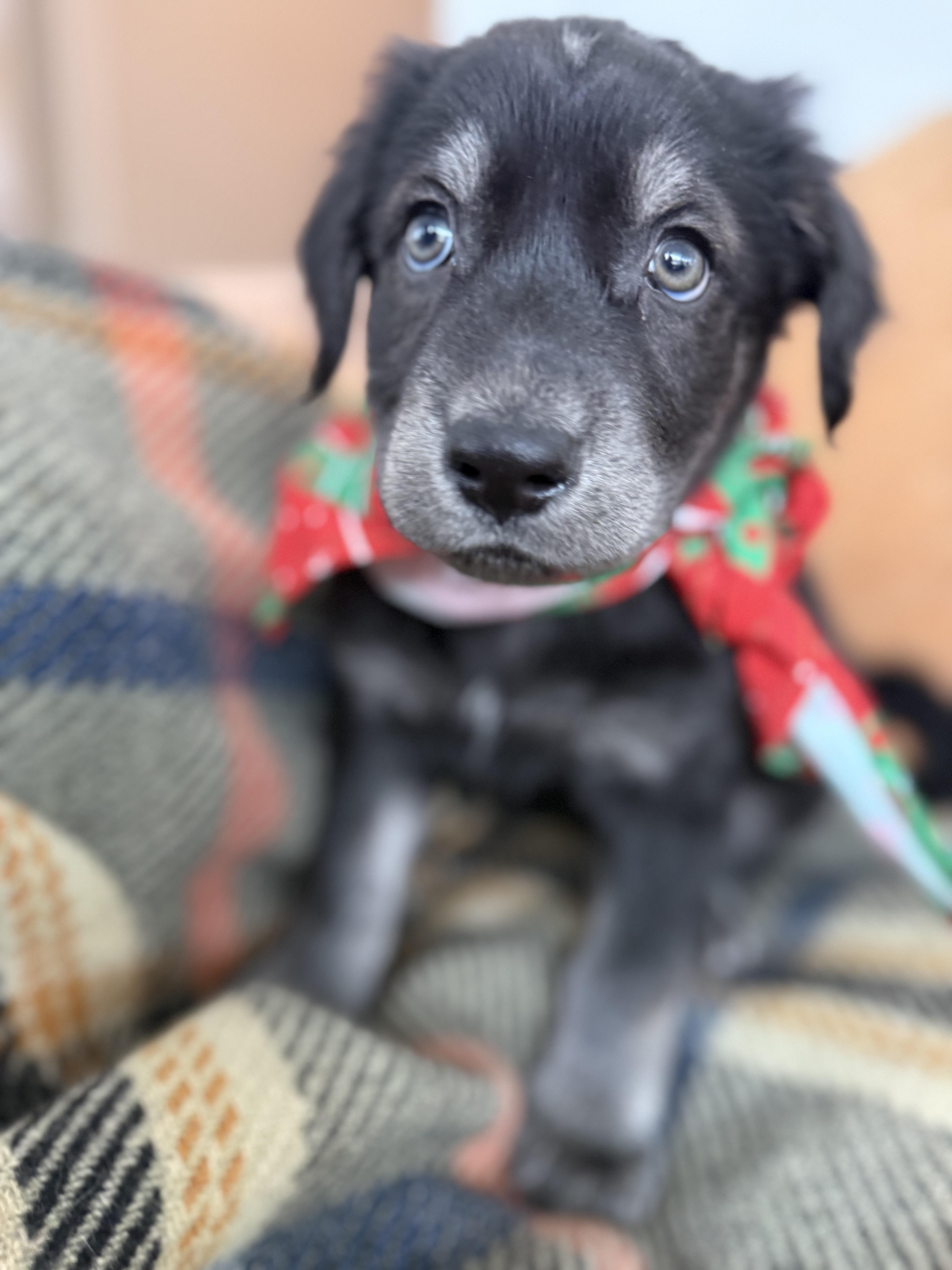 Enlarge Joy , a ADOPTABLE mixed breed in Mendham, NJ image 1/1