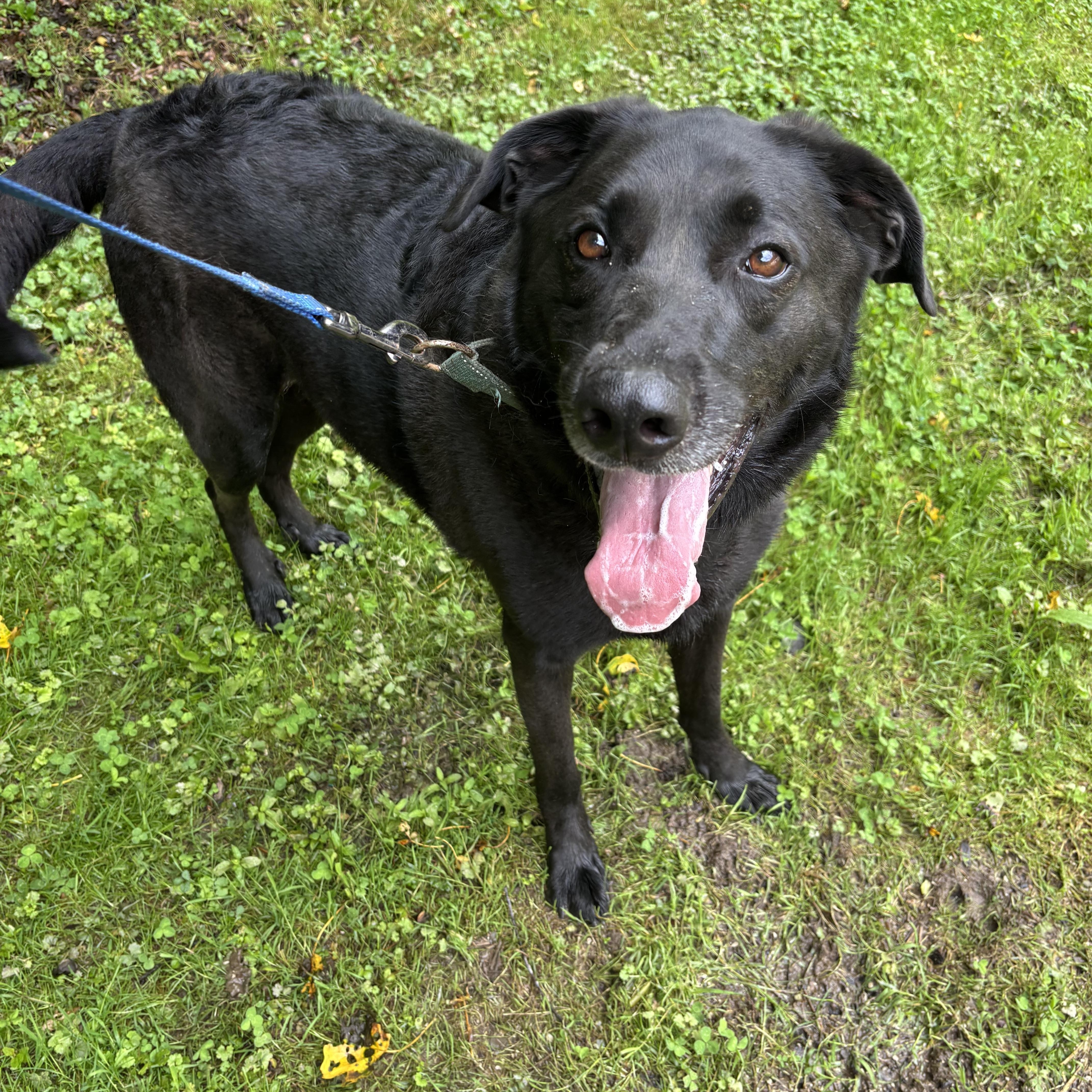 Maggie, a Adoptable mixed breed in Grafton, WV image 4/5