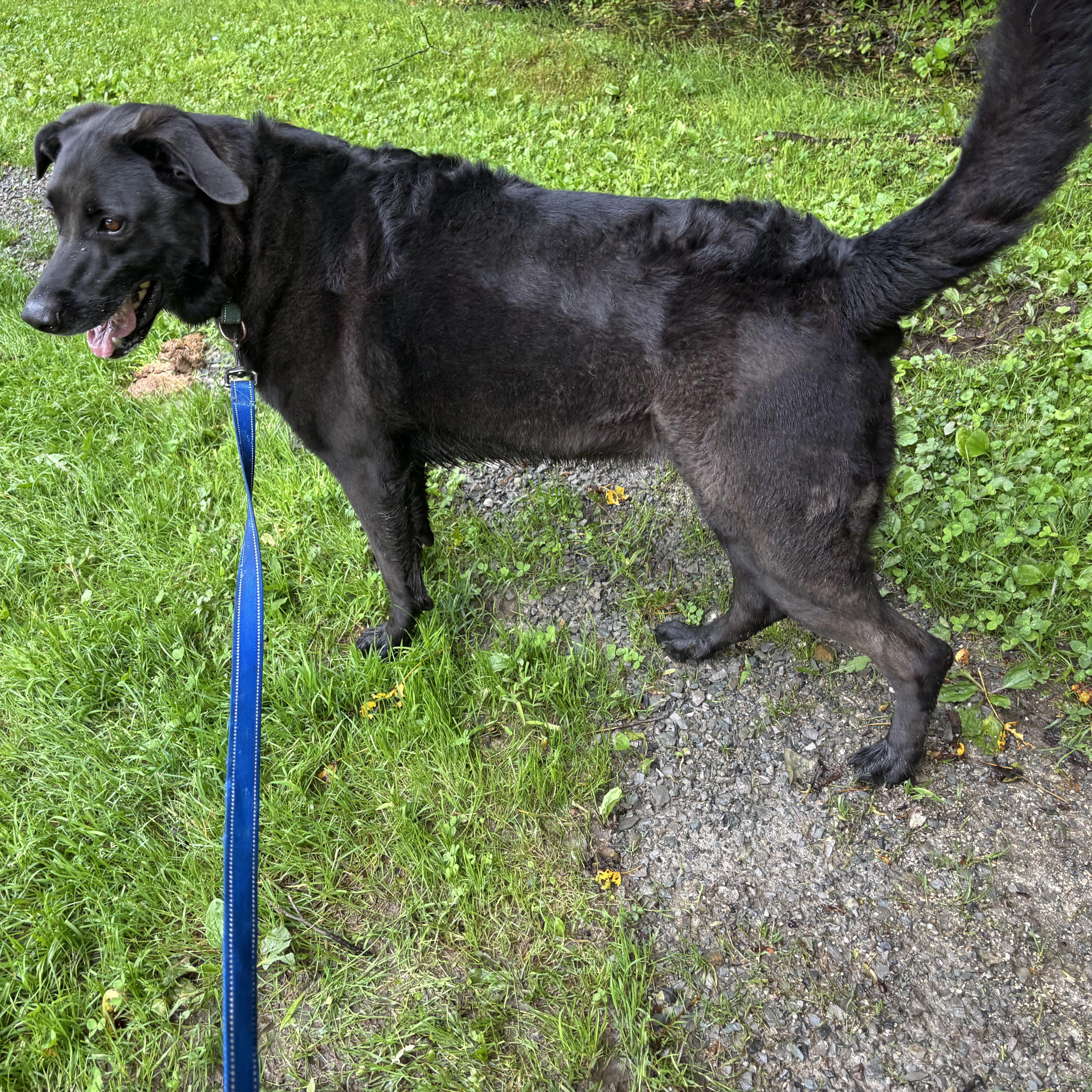 Maggie, a Adoptable mixed breed in Grafton, WV image 5/5